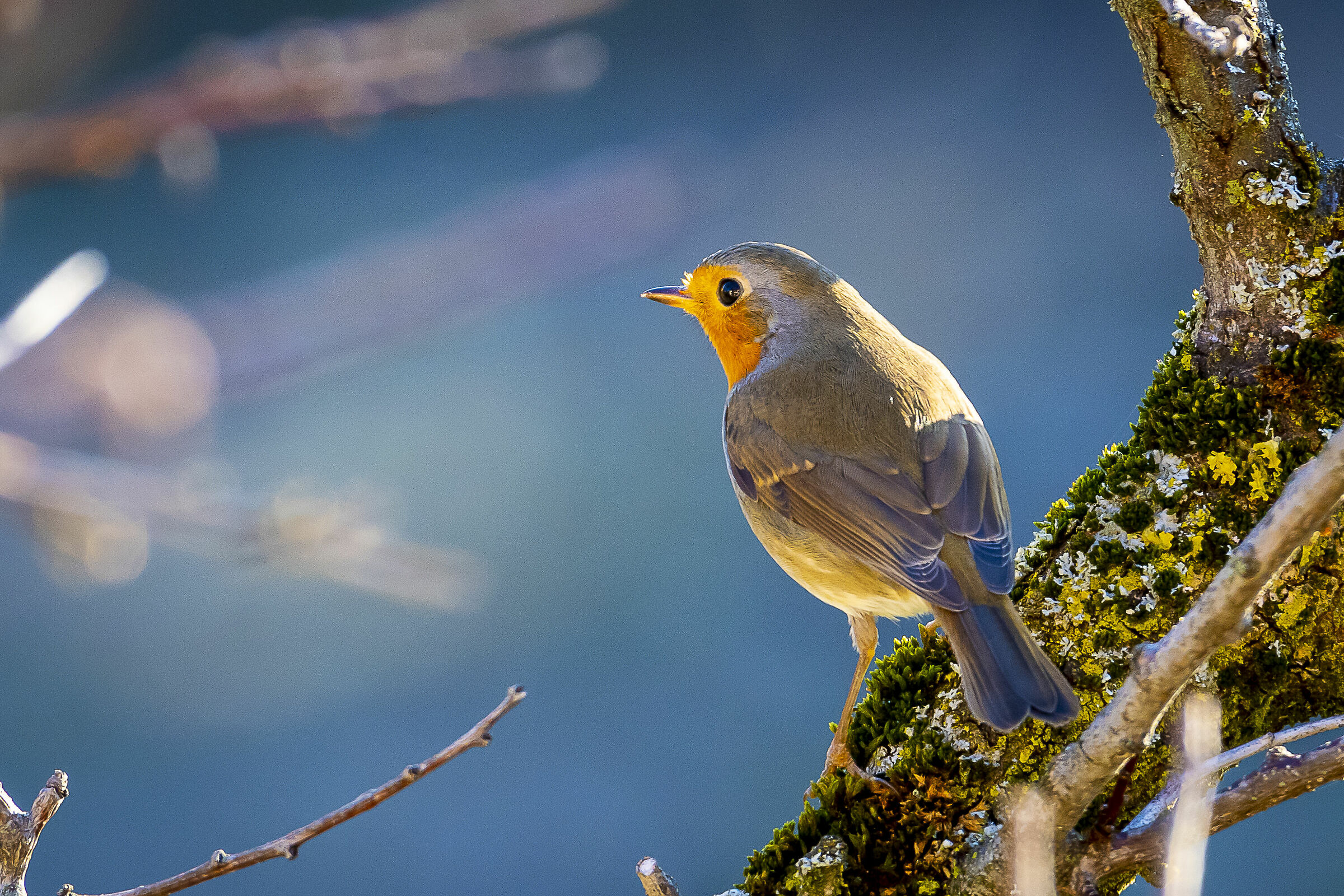 Robin