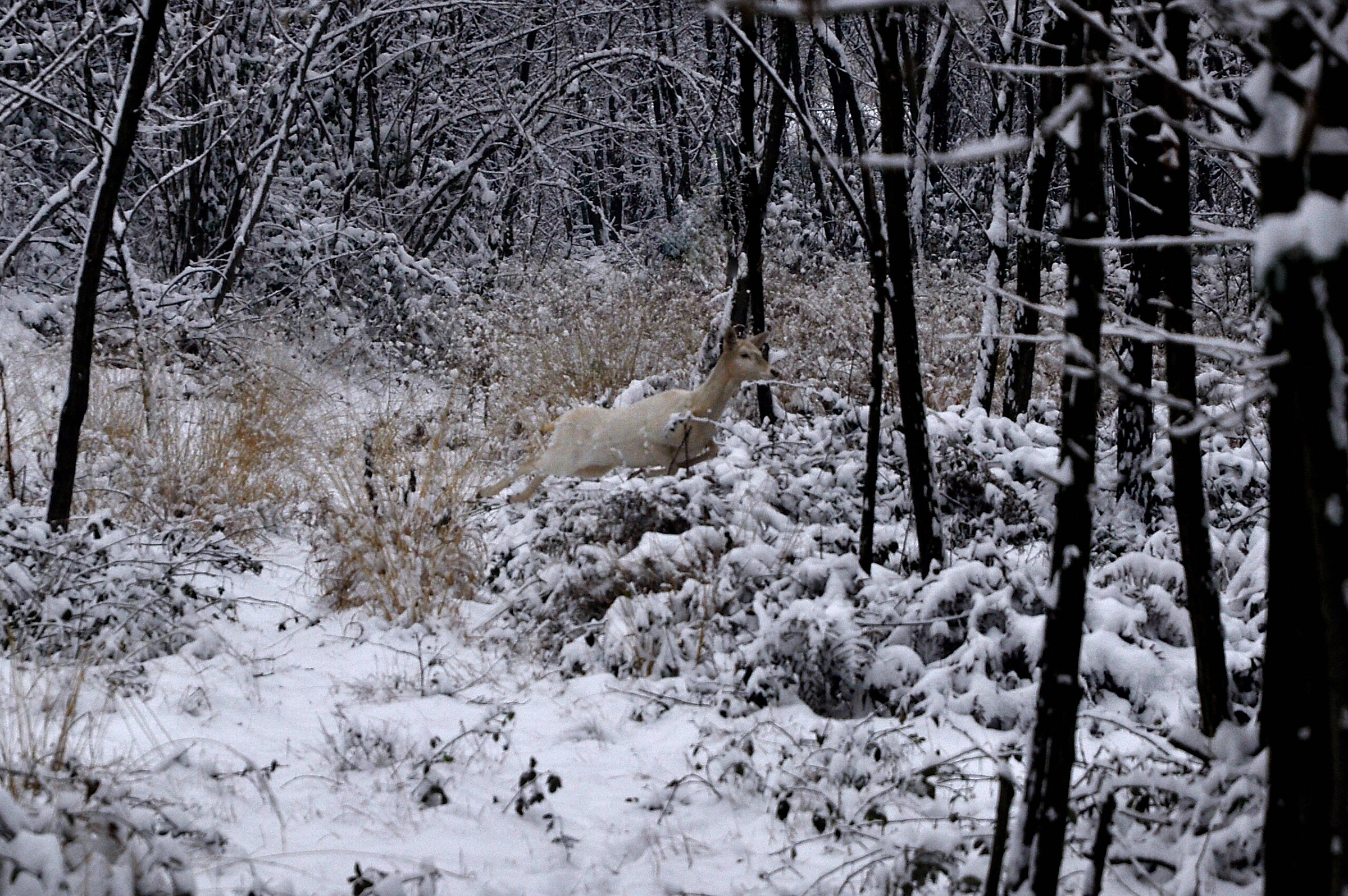 Chi corre nella neve