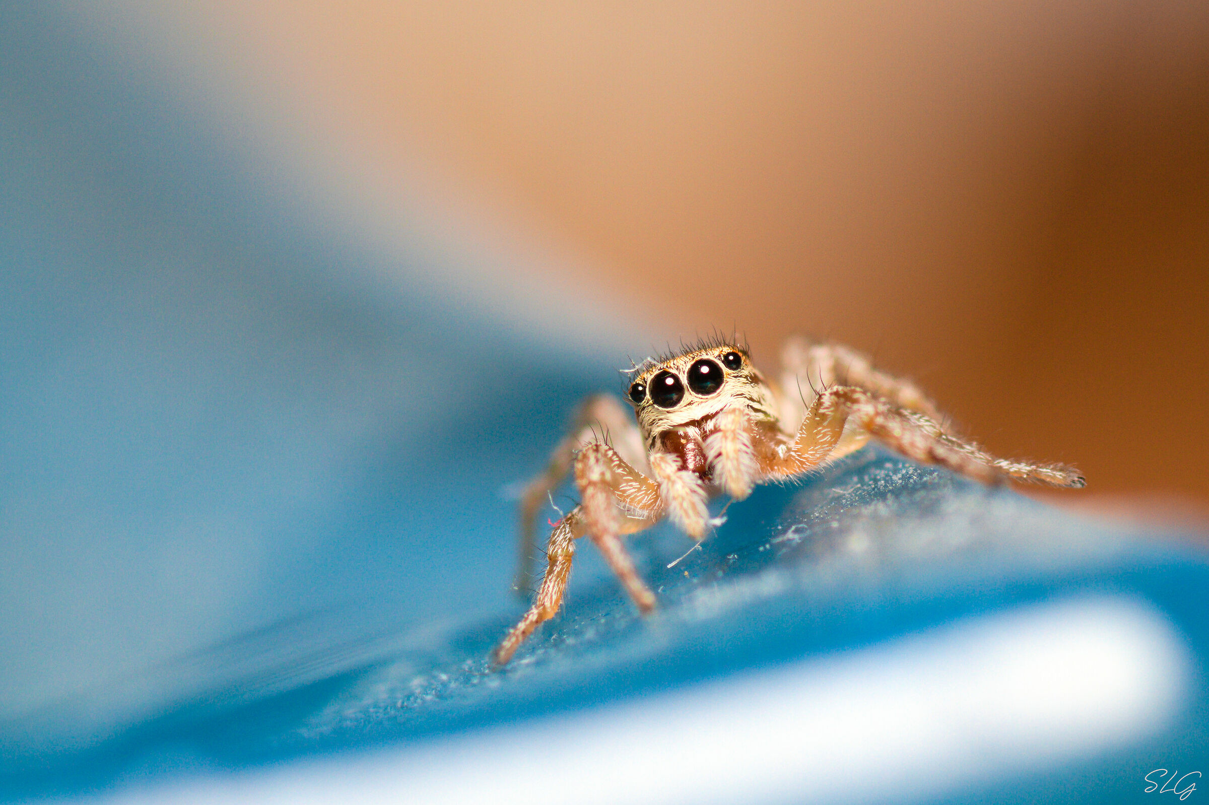Little Salticidae