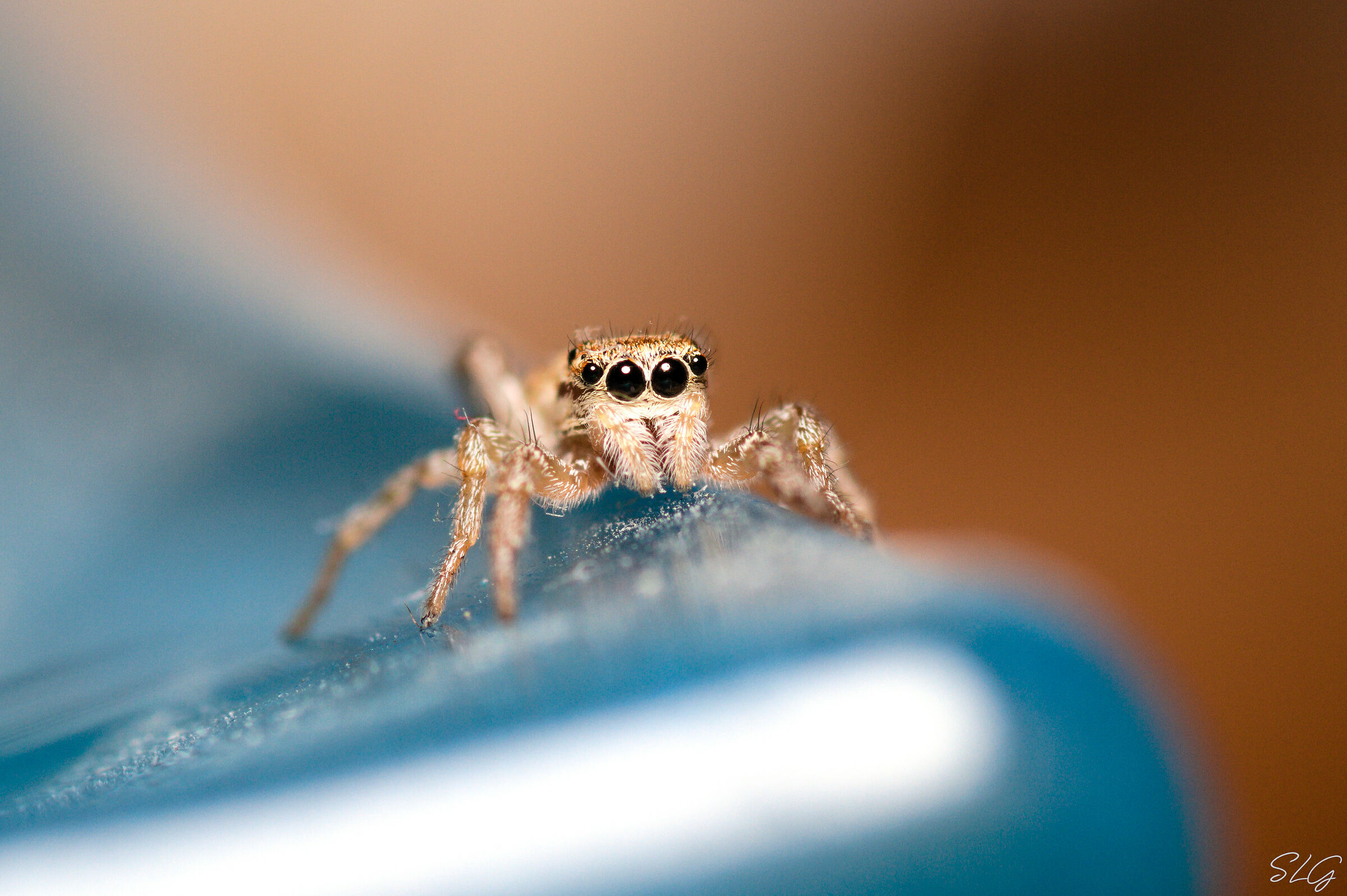 Little Salticidae