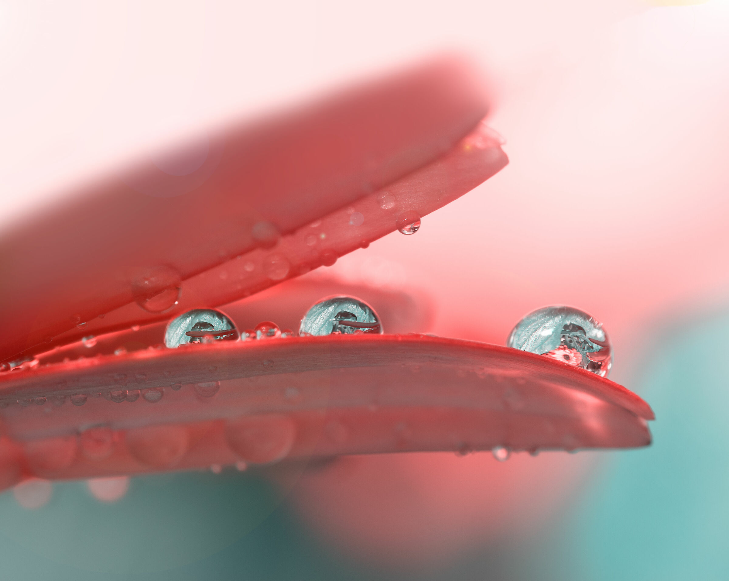 Drops of Life