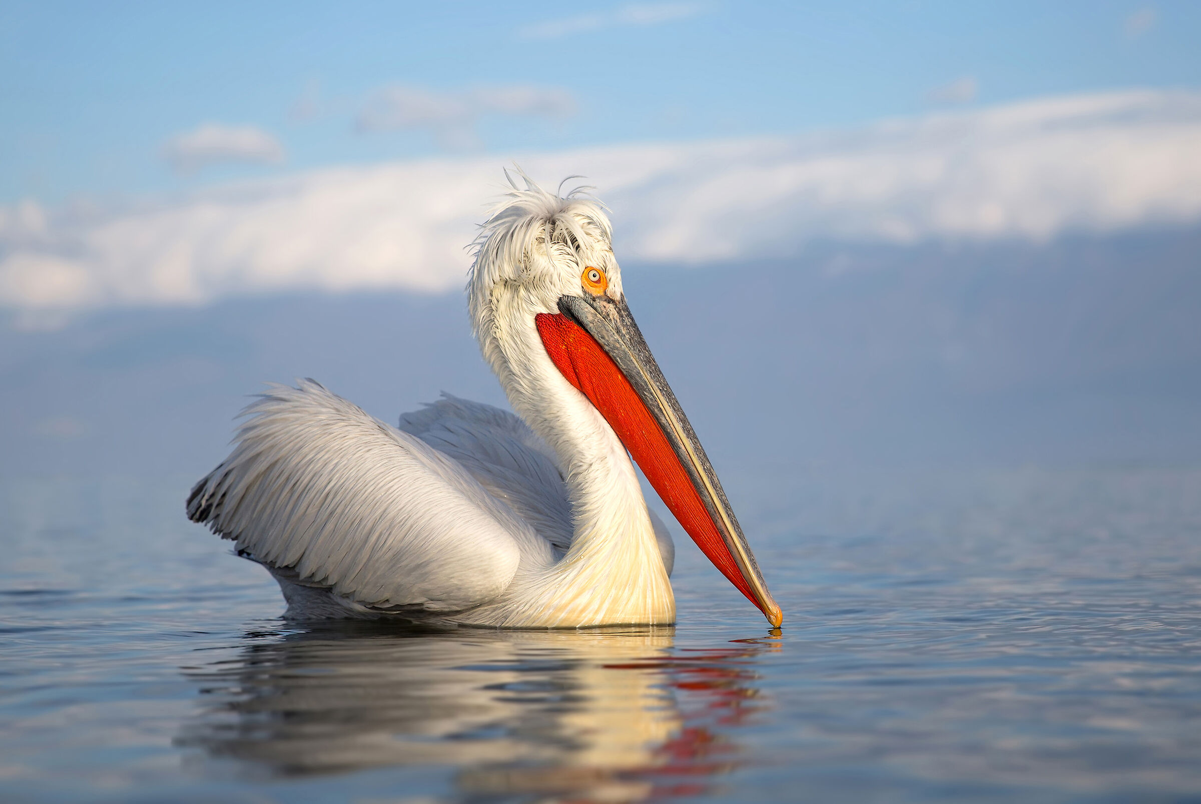 Dalmatian pelican