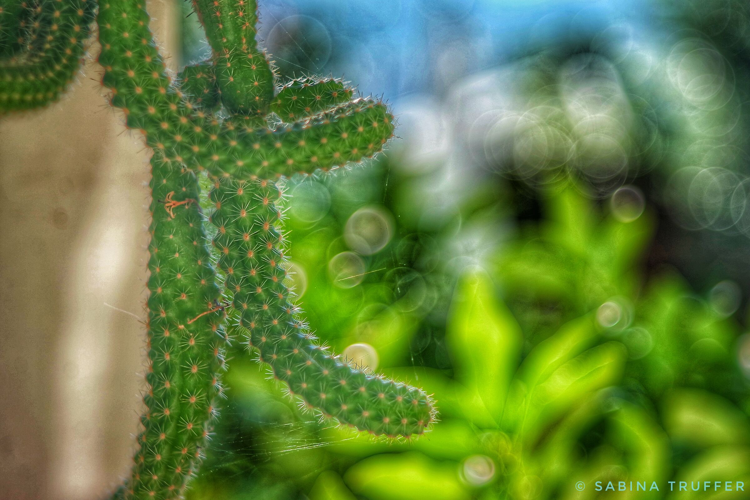 Cactus bubbles