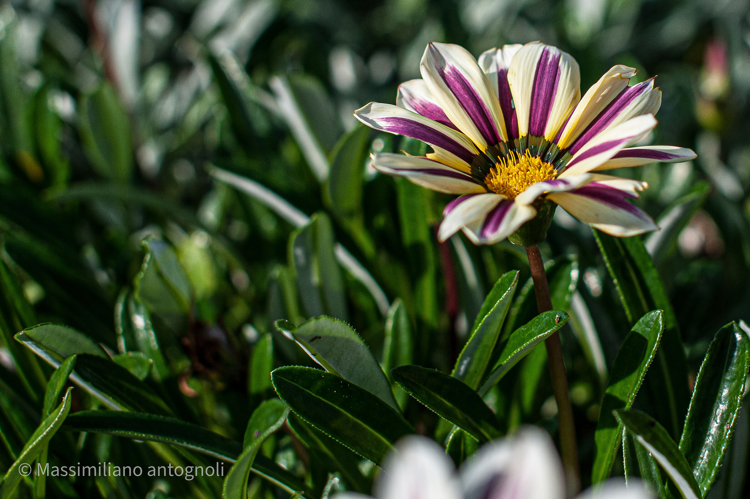 Fiori d'autunno