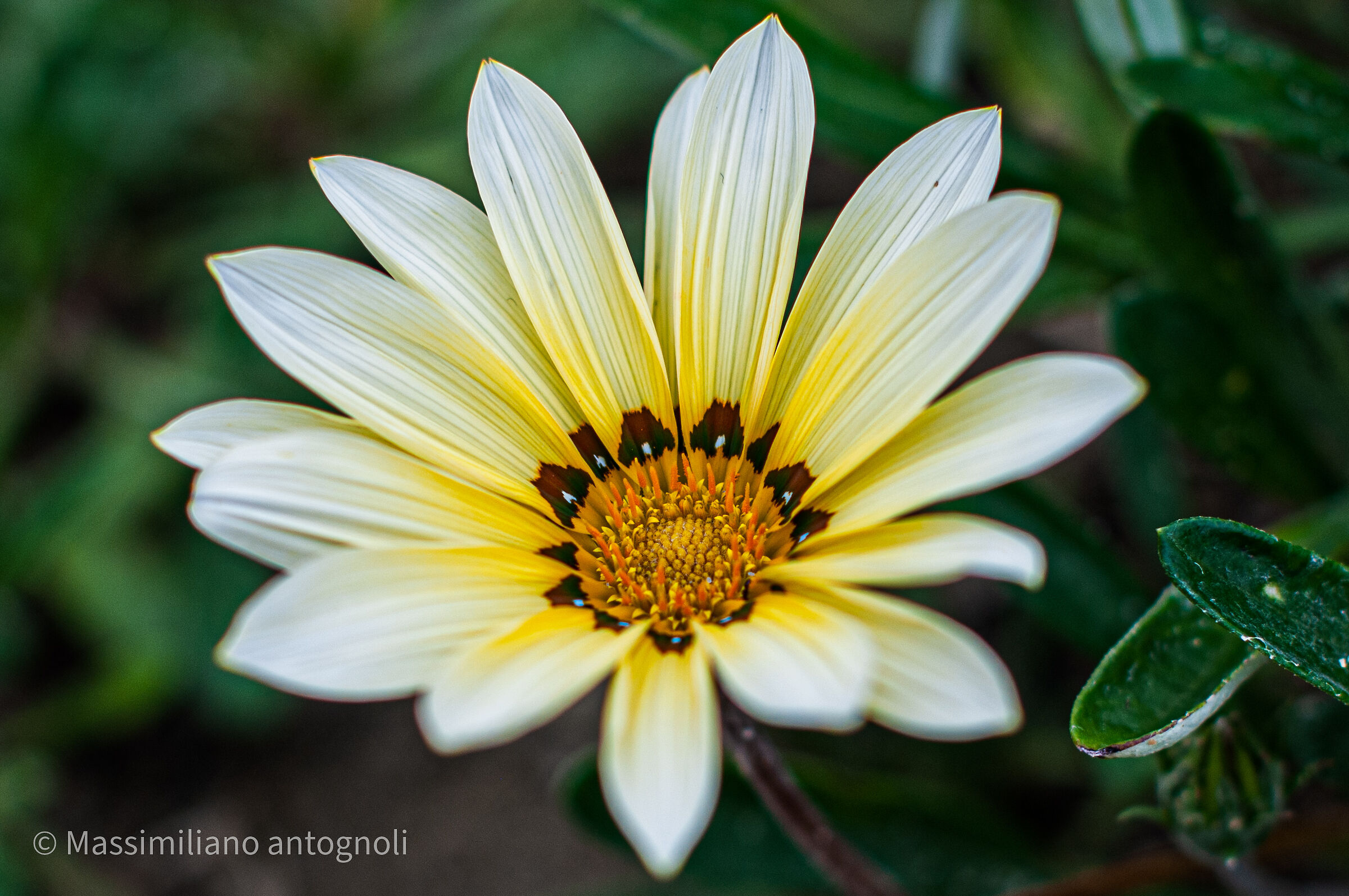 Fiori d'autunno