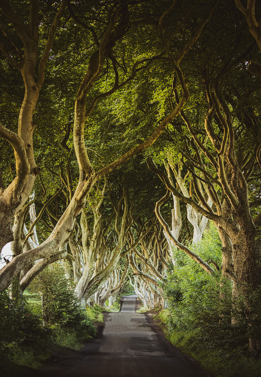 The Dark Hedges