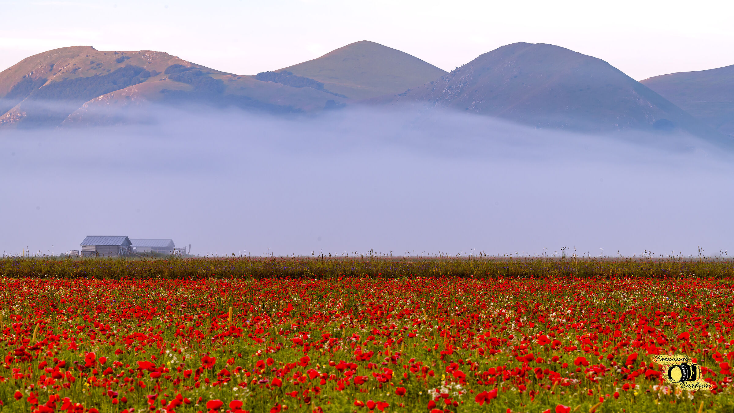 Castelluccio: fioritura