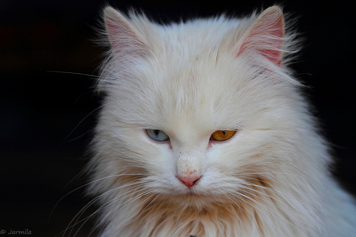 The white cat eyes "different"
