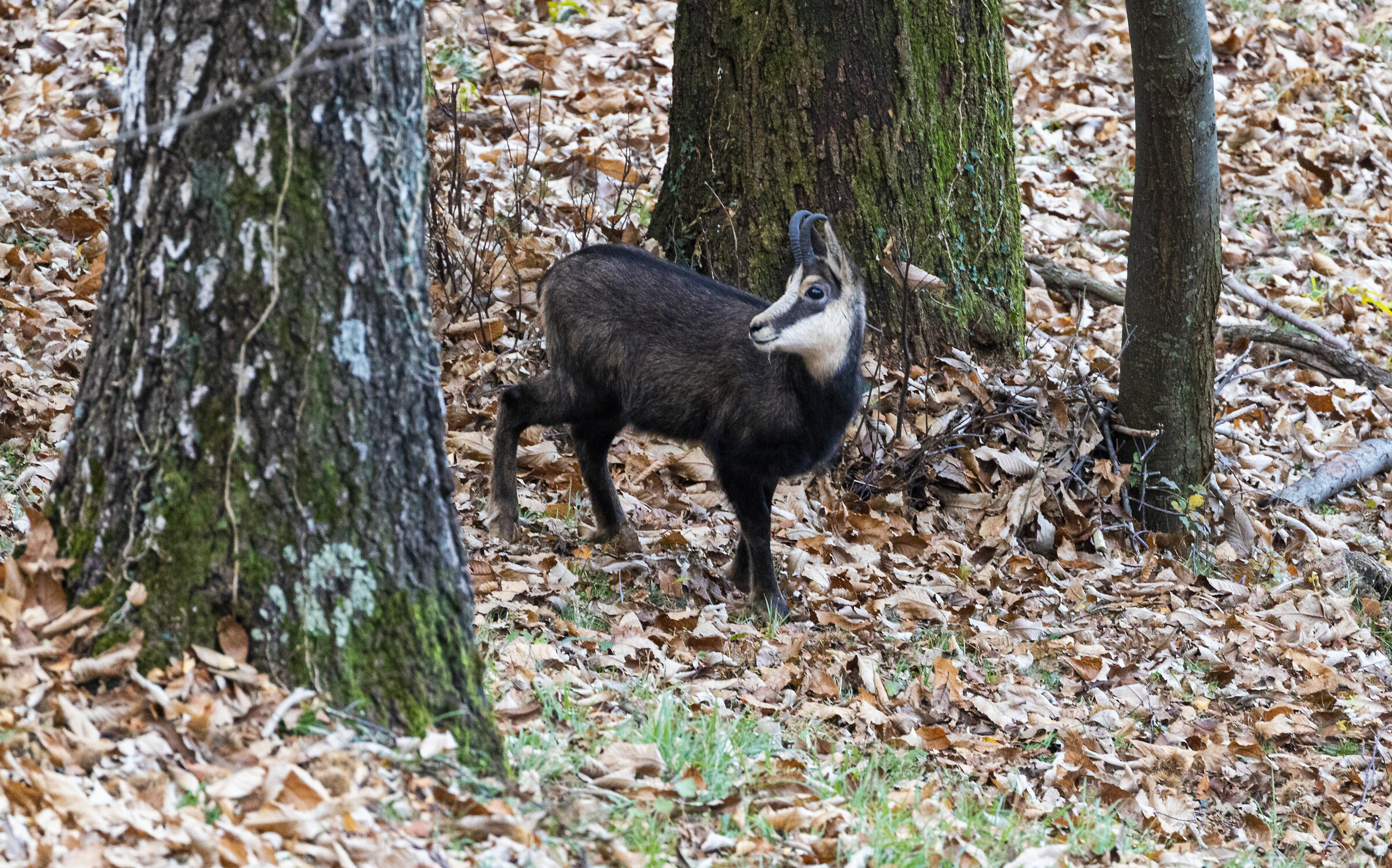 Svegliarsi nel bosco e trovare il camoscio
