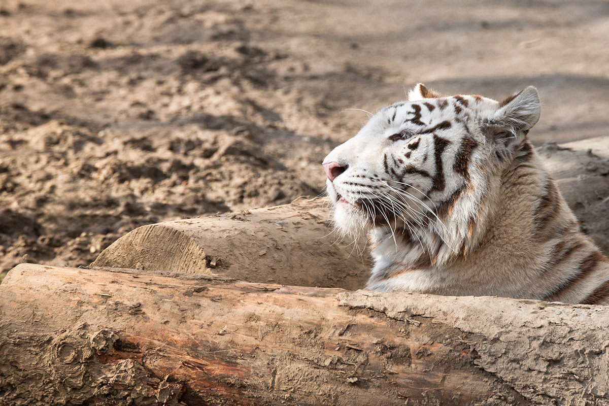 White Tiger