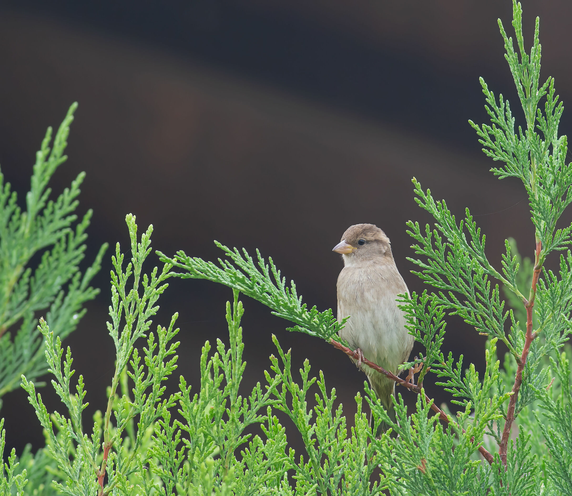 Female Sparrow