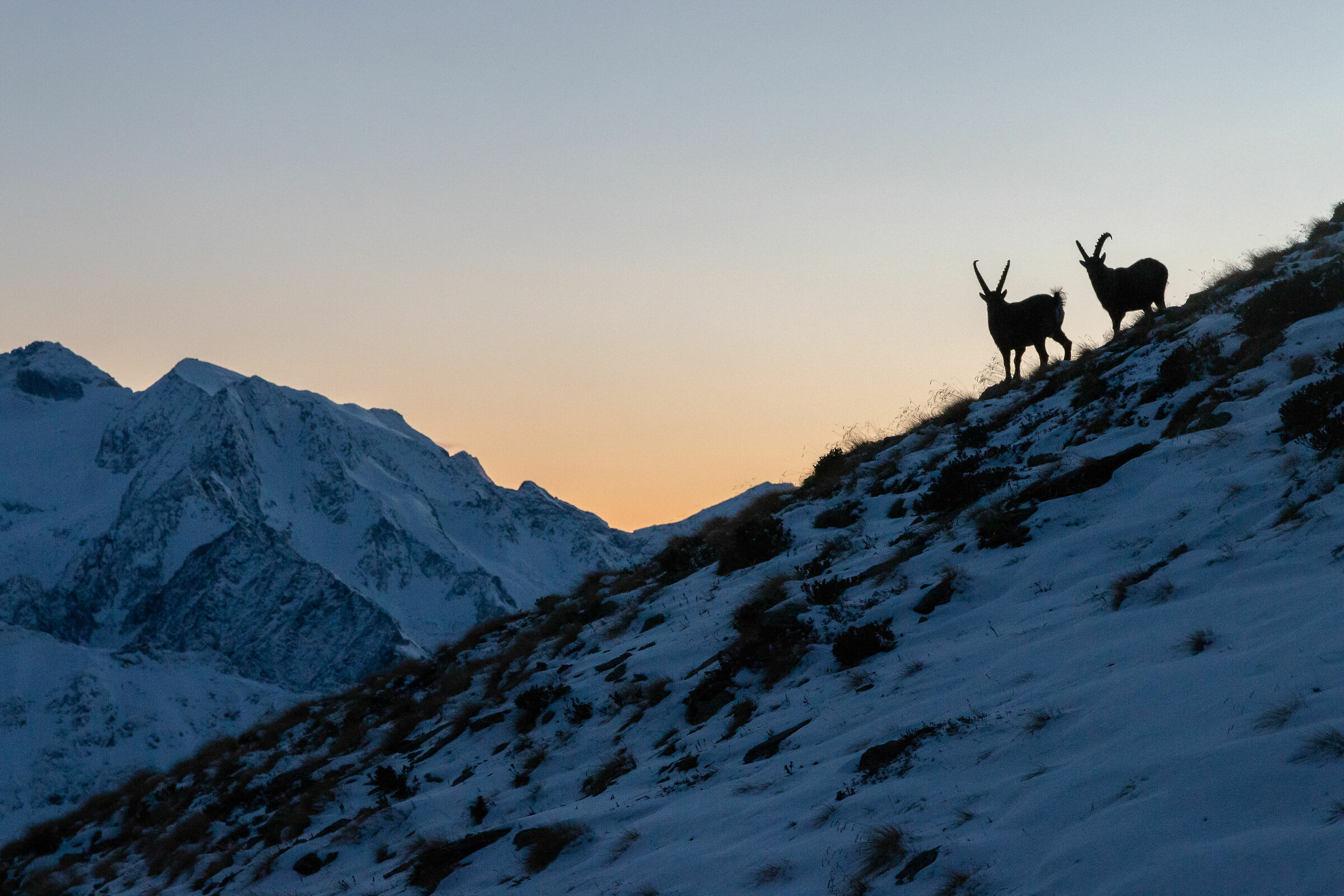 sunset ibex