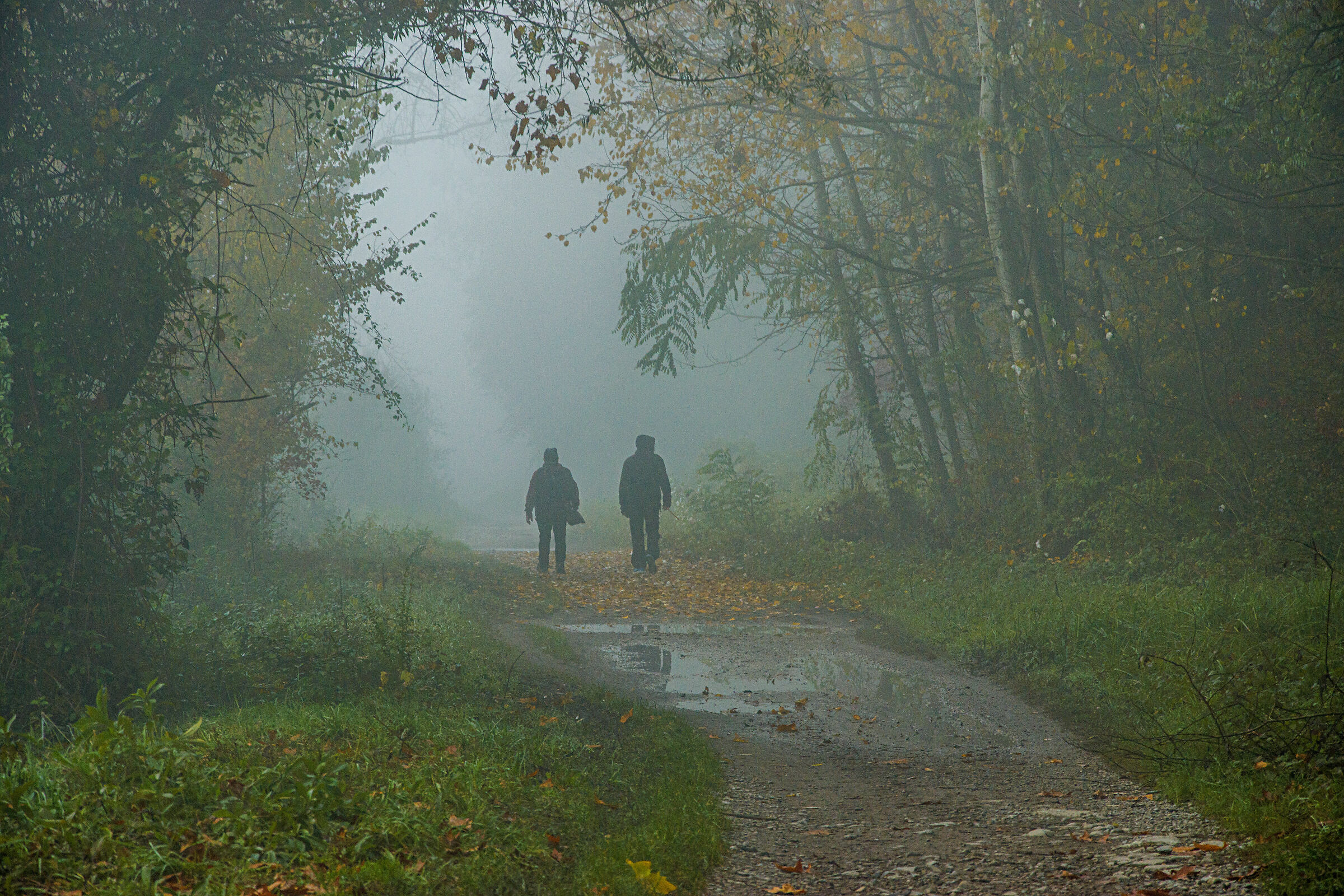 strolling through the fog