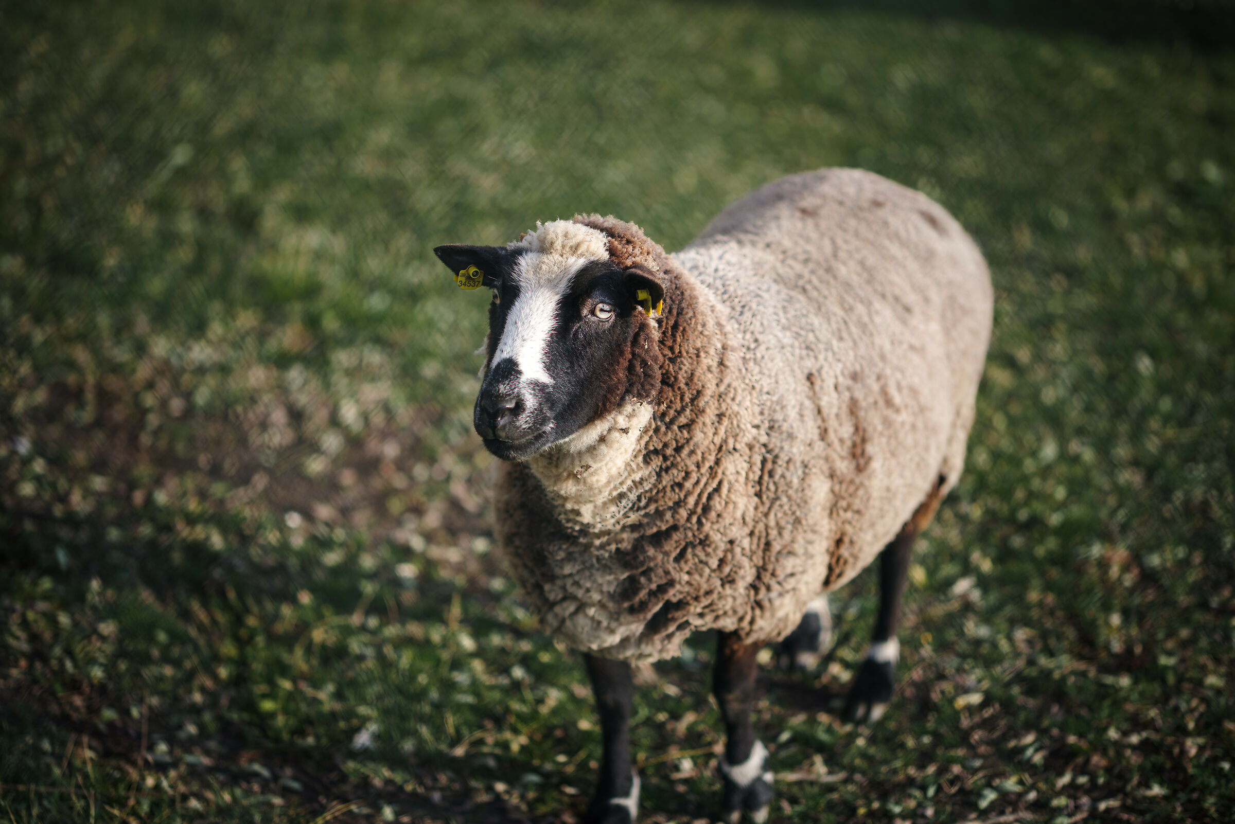 Pentax K-1 + DFA 85/1.4