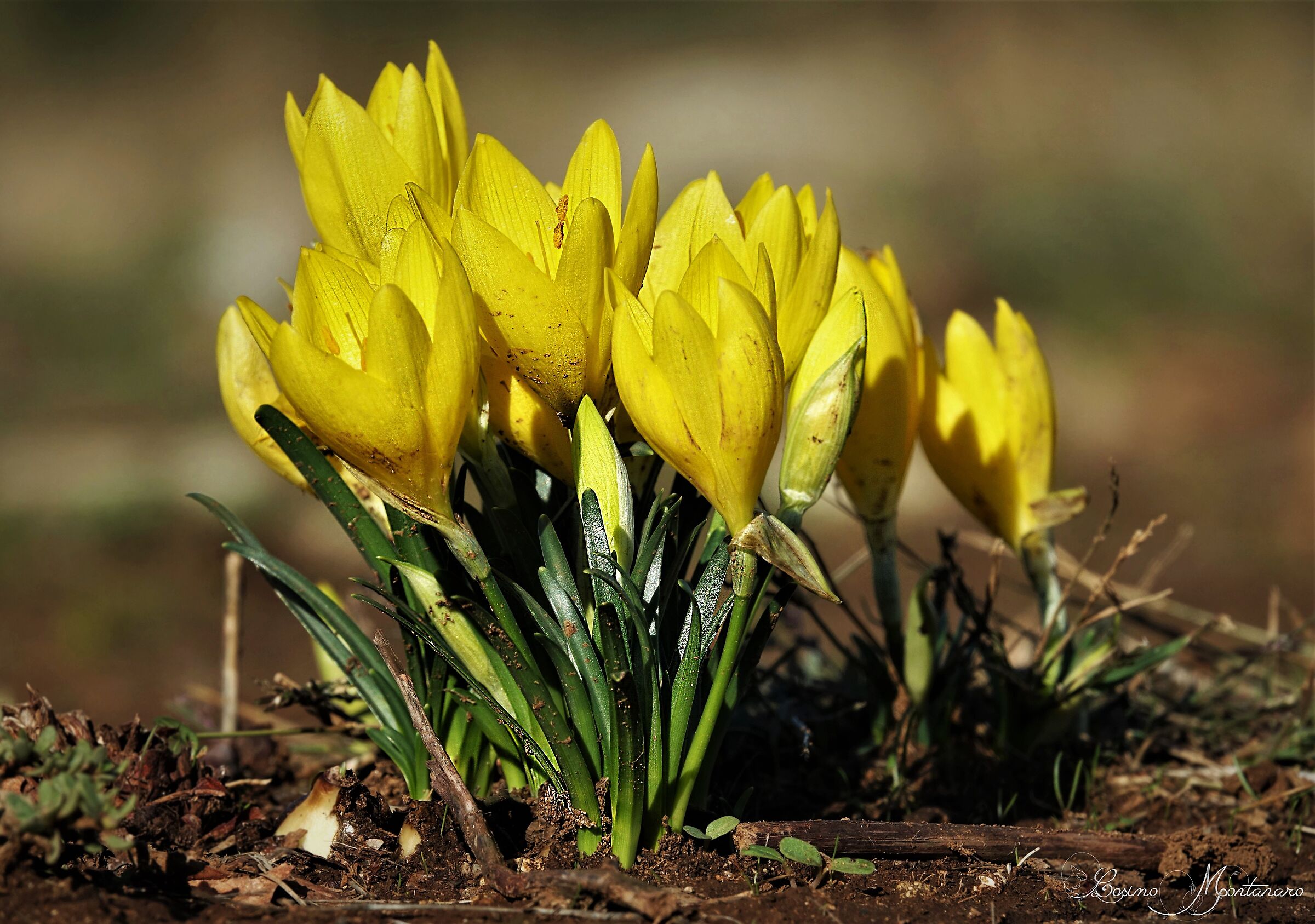 Zafferanastro giallo
