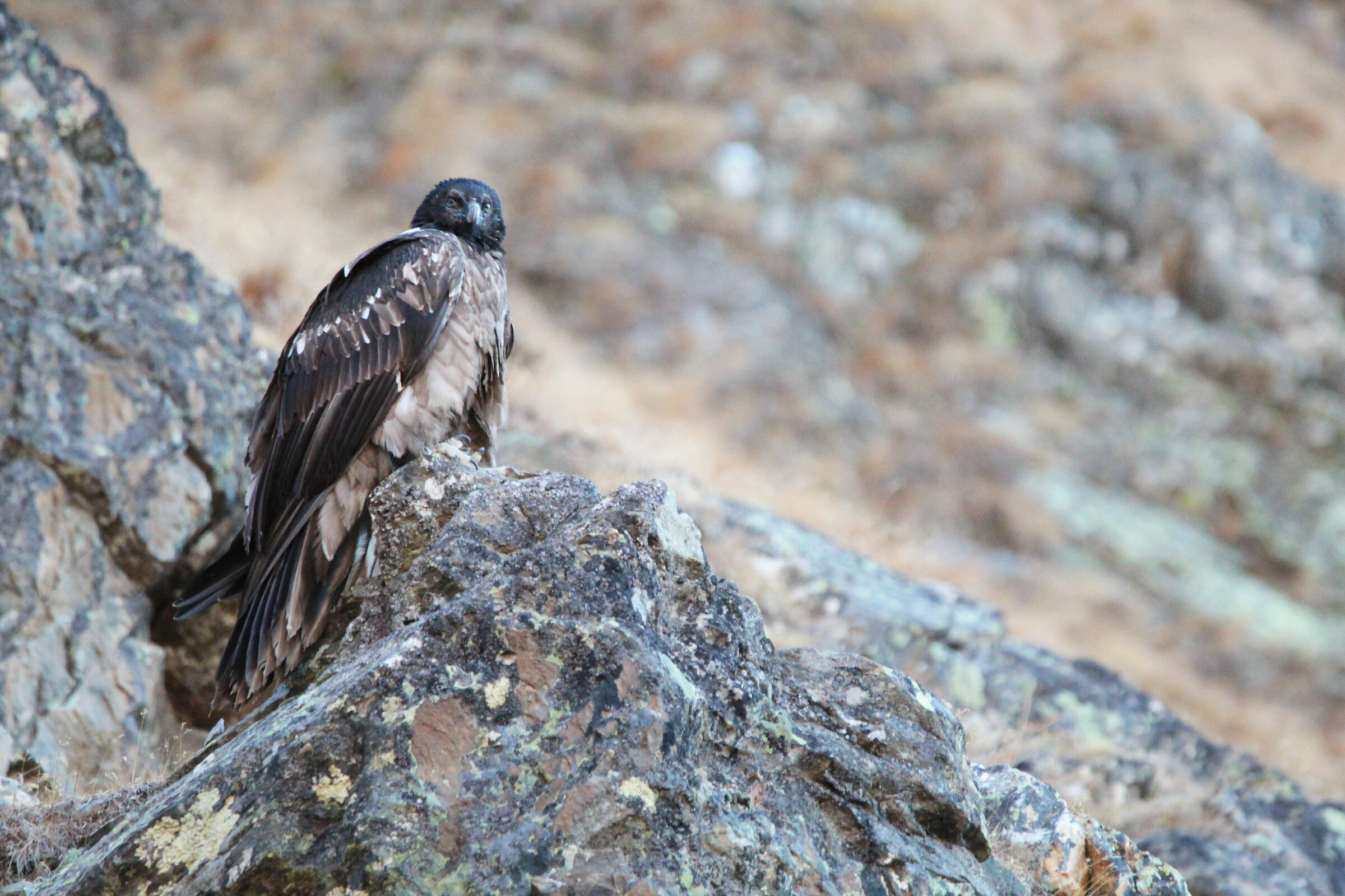 Looks (Gypaetus Barbatus)