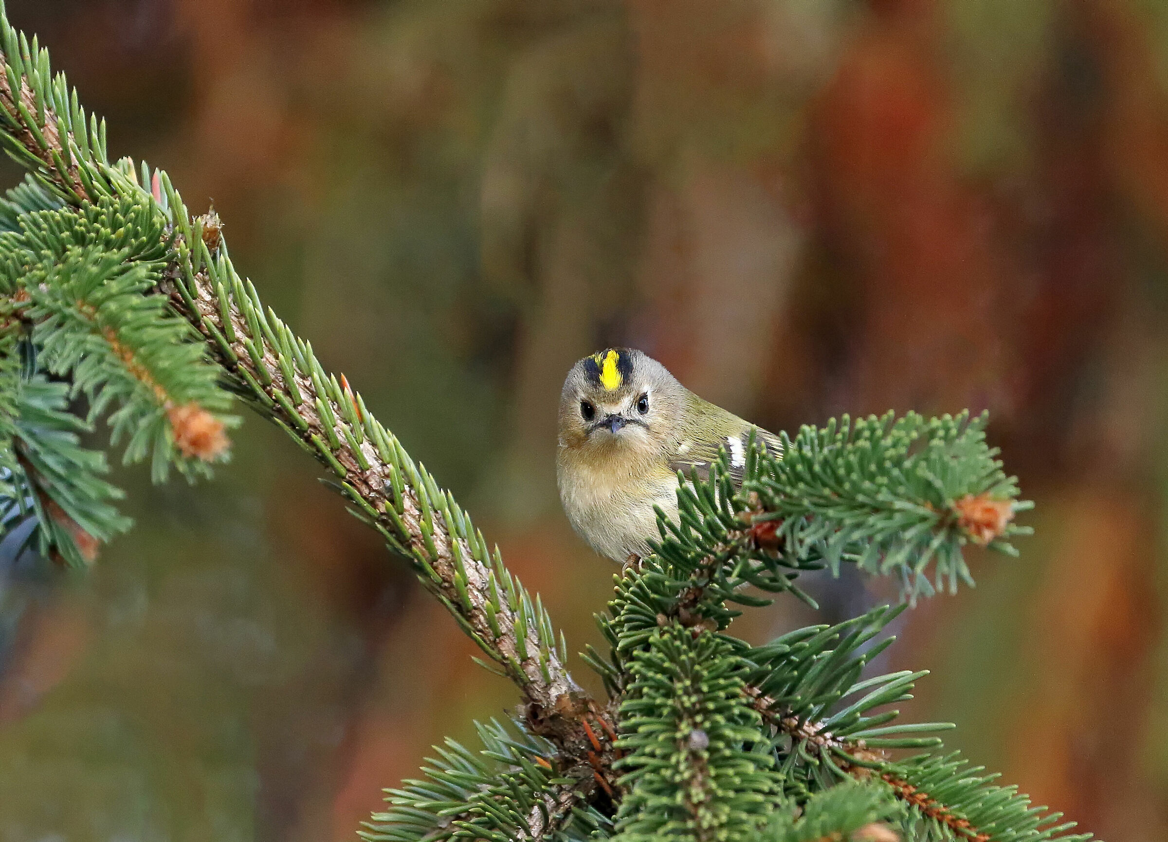 Gli occhi del Regolo