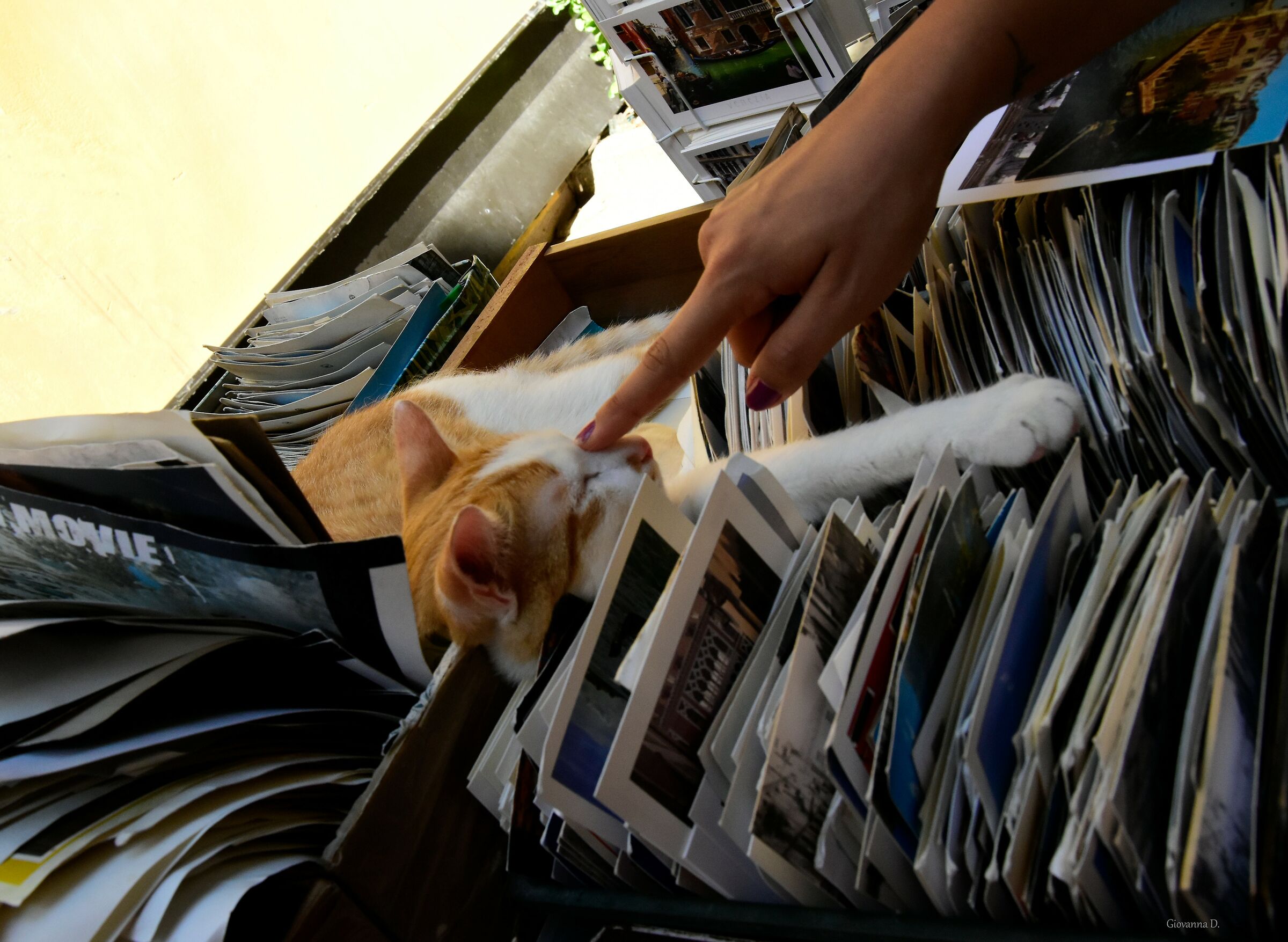 Libreria Acqua Alta Parte 2