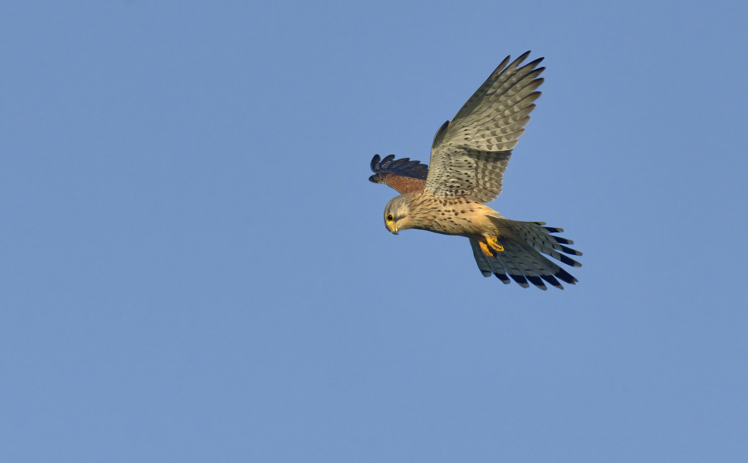 Gheppio europeo