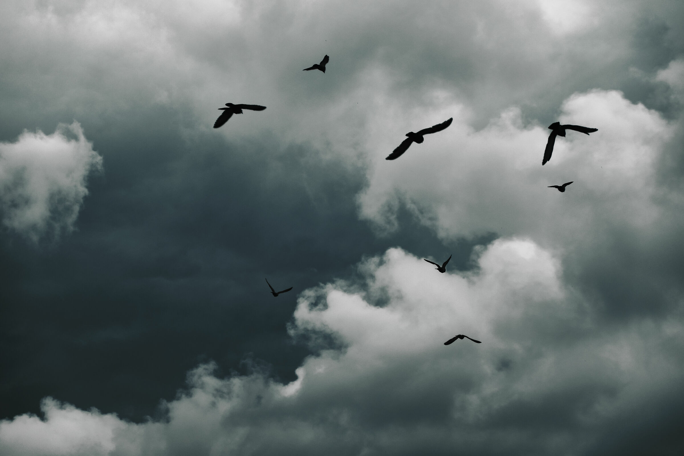Birds