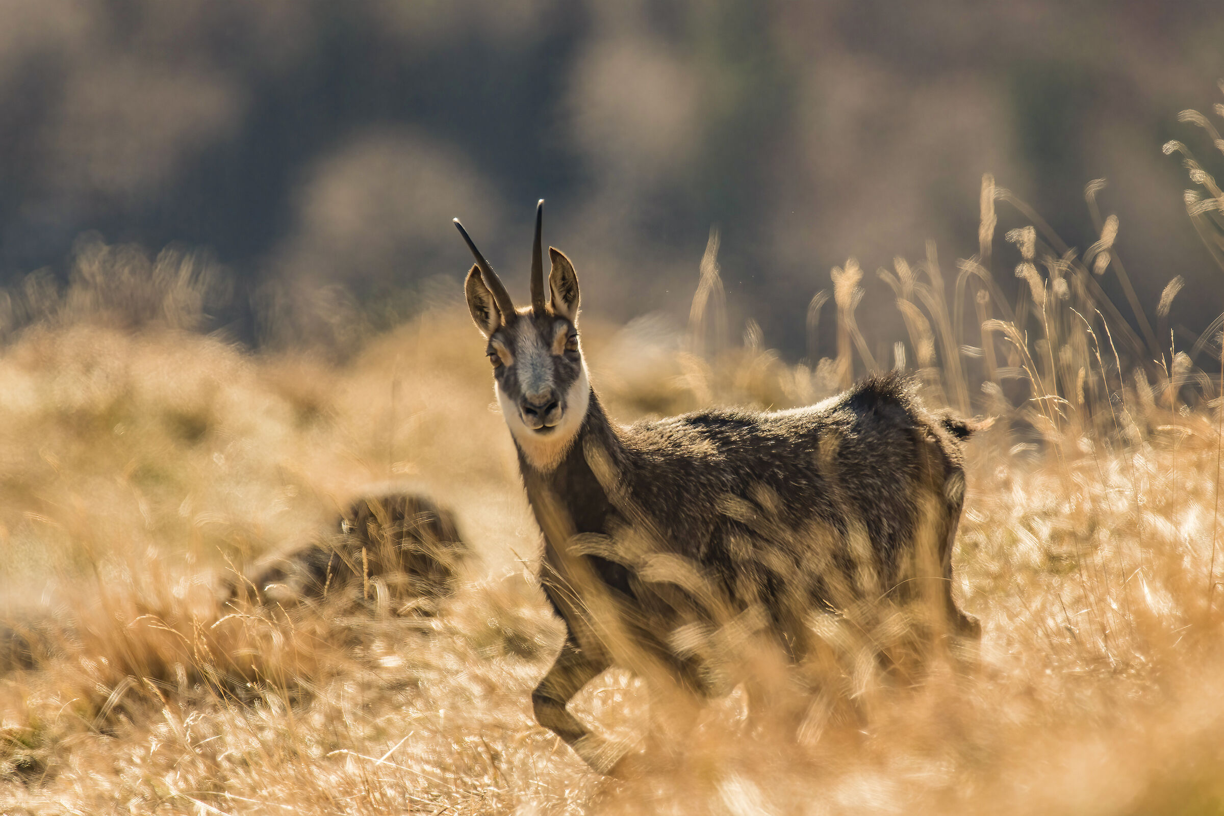 Female backlight suede
