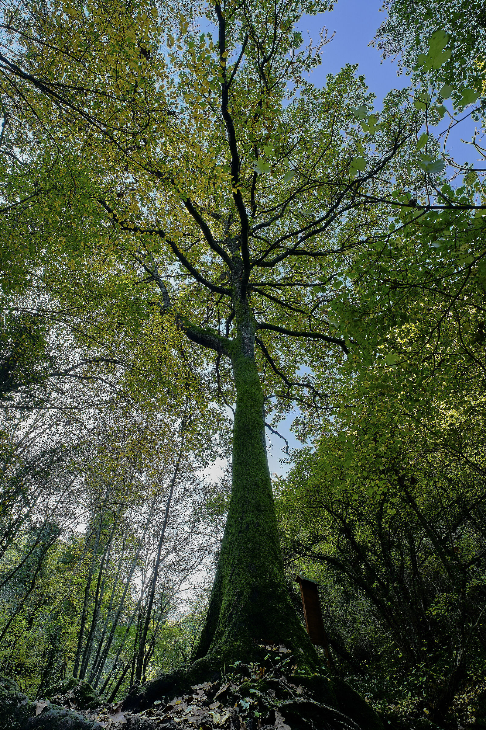 a tree... simply a tree