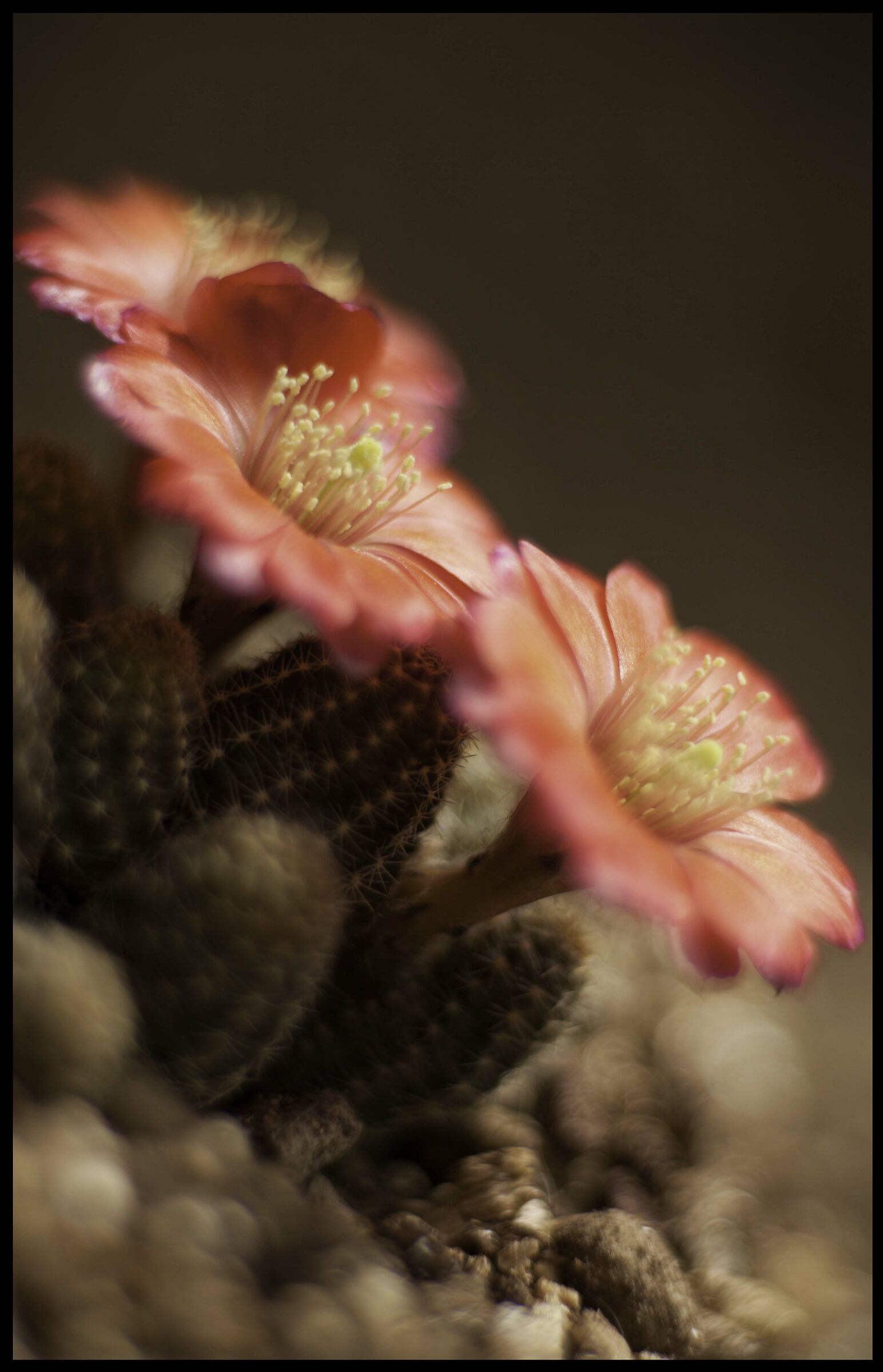 Digitorebutia