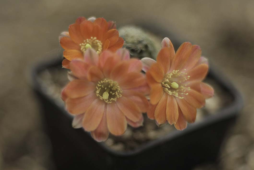 Digtorebutia sp. 2