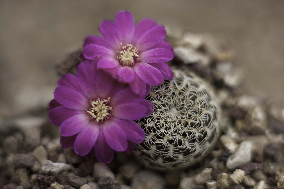 Sulcorebutia