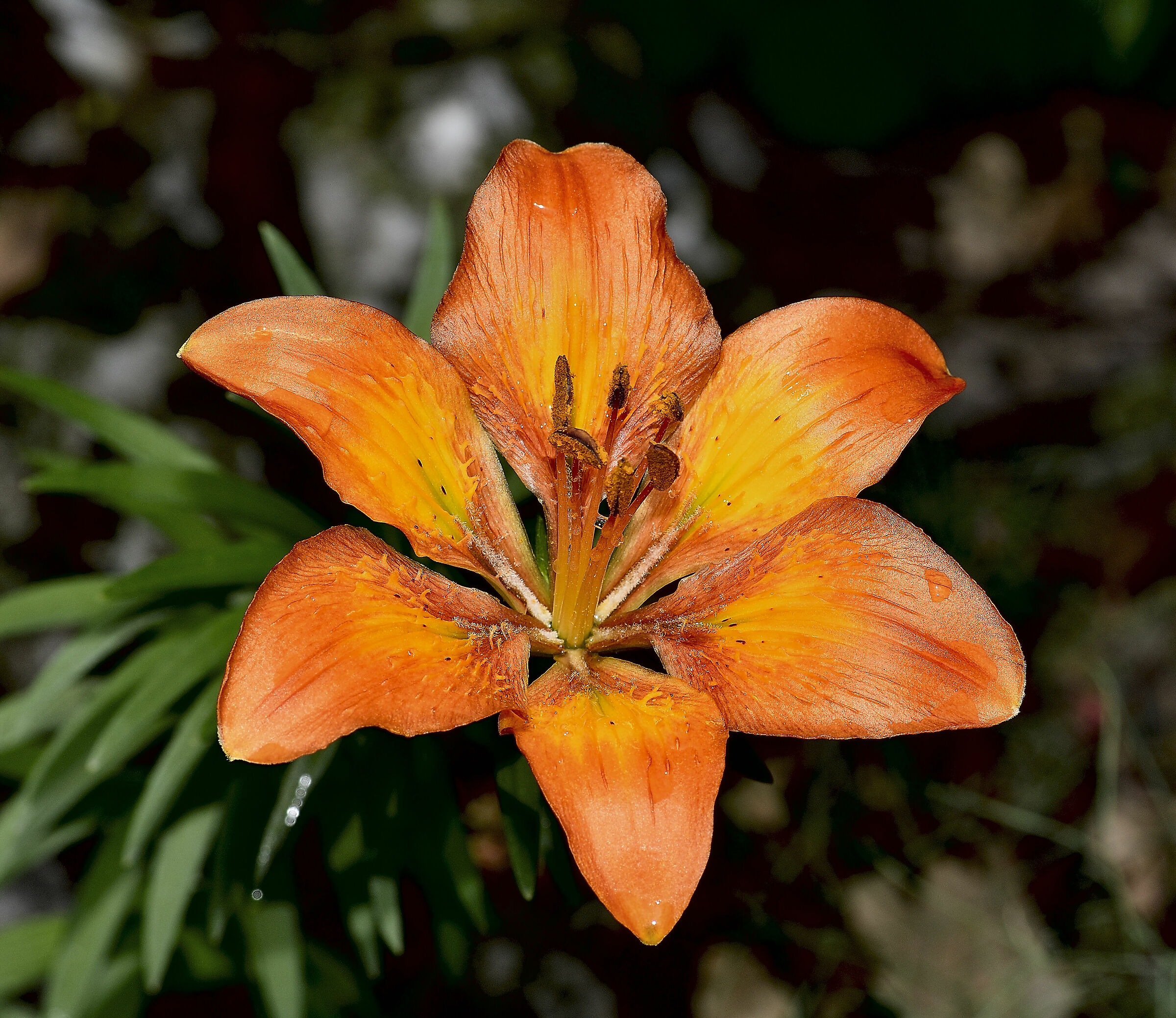 Lilium n.2