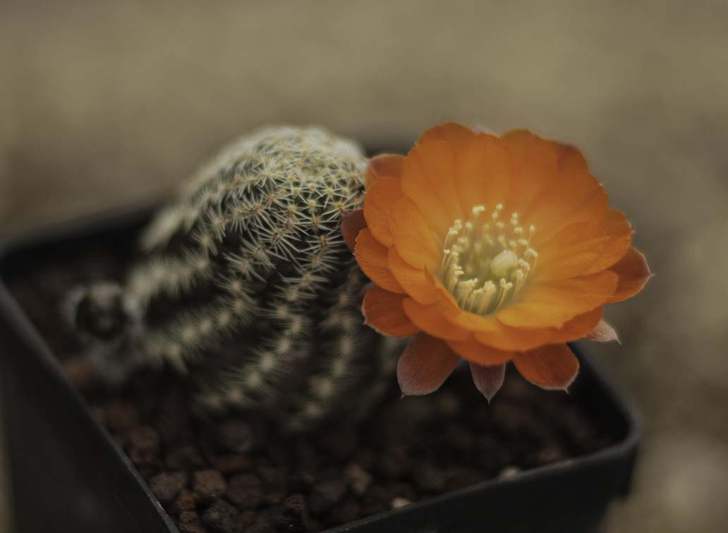 Stropaelopic's digitorebutia