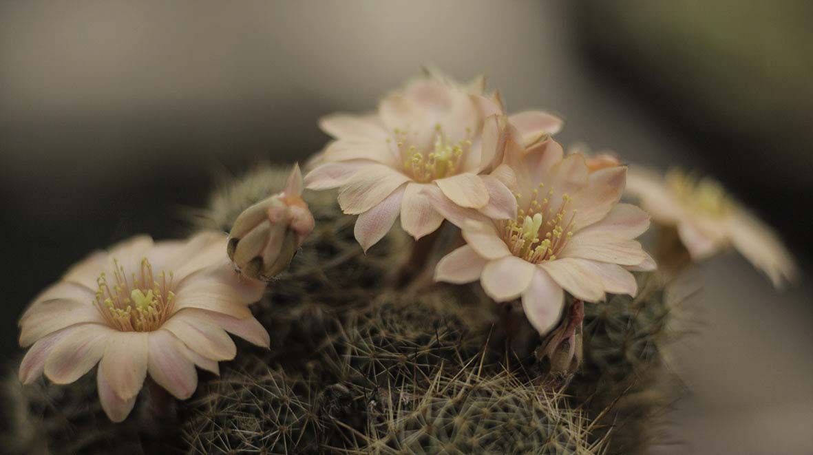 Rovid digitorebutia