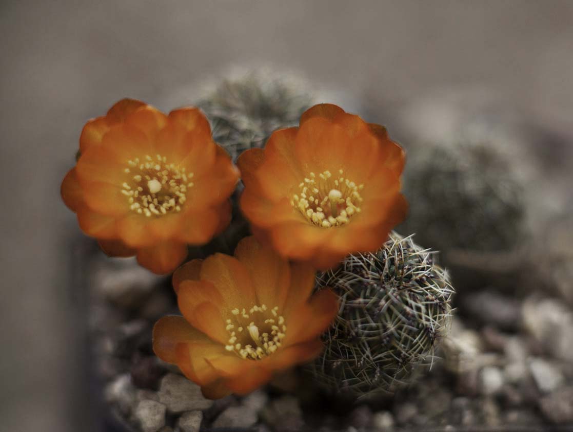 Sulcorebutia