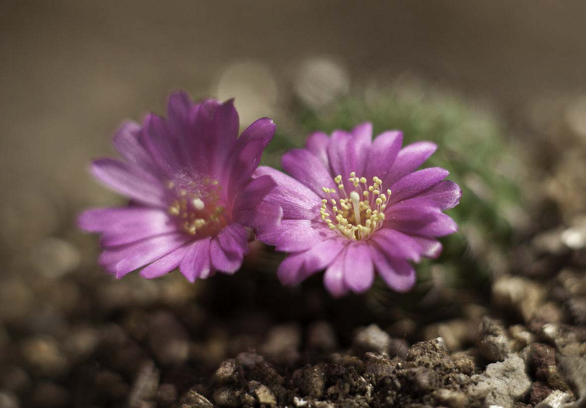 Sulcorebutia tiraquensis v. totorensis