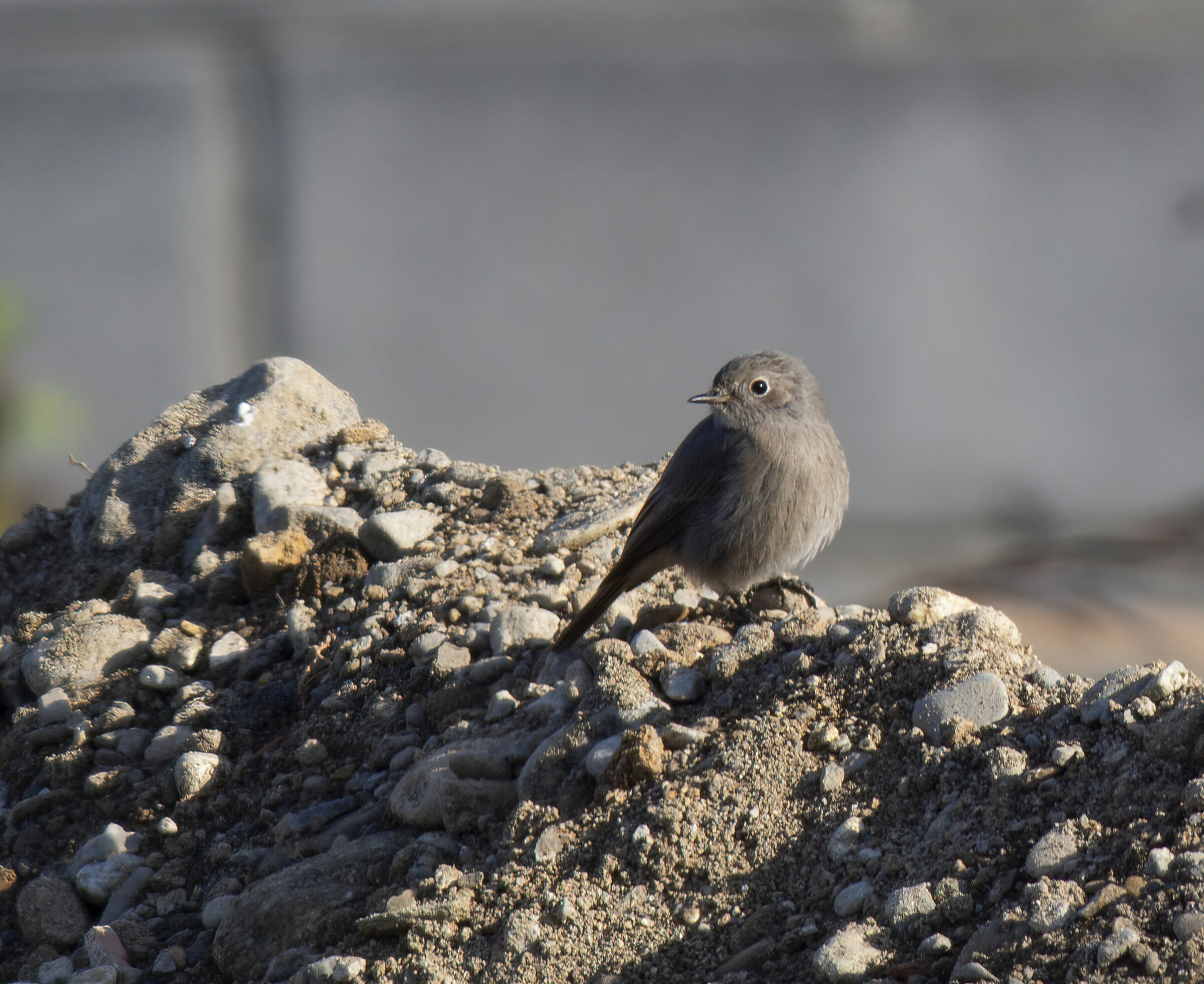 Sul cocuzzolo della montagna