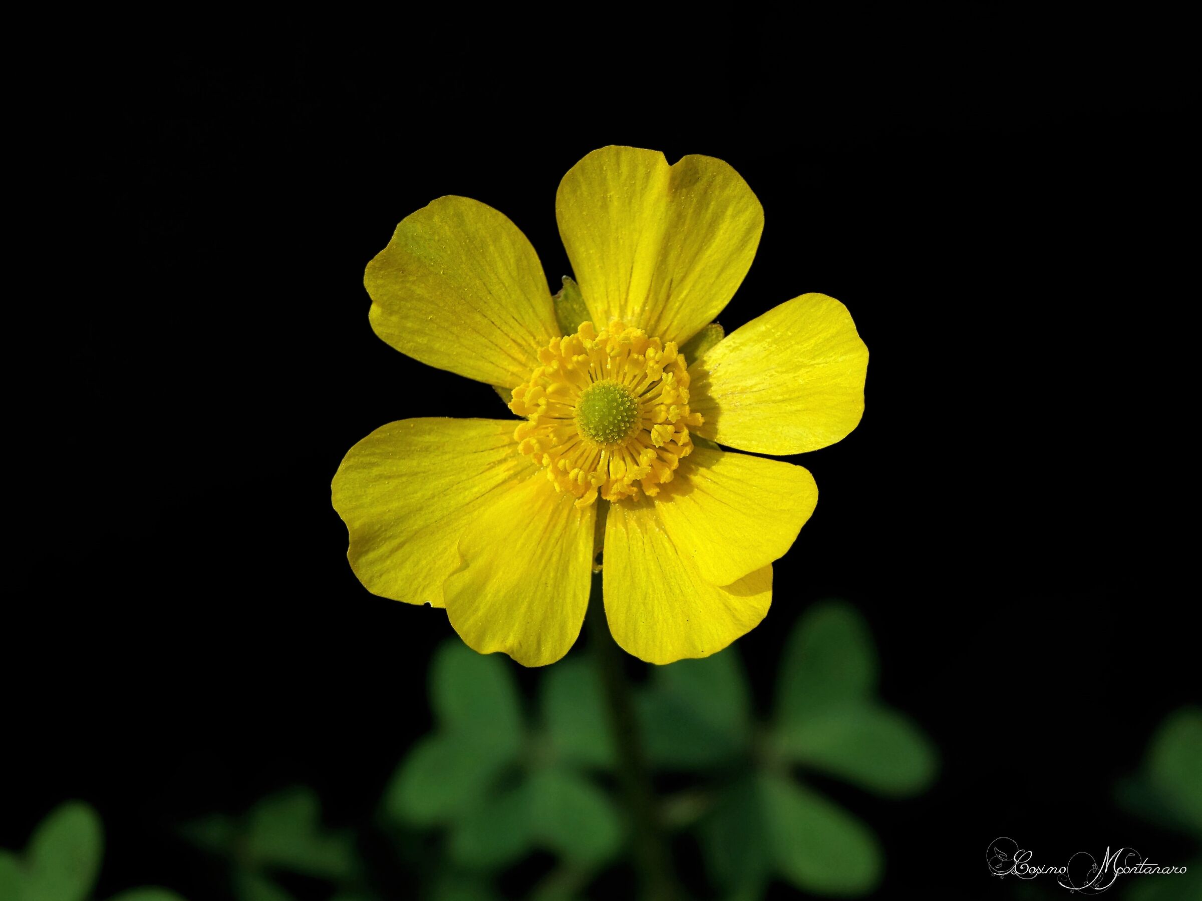Ranunculus repens L.