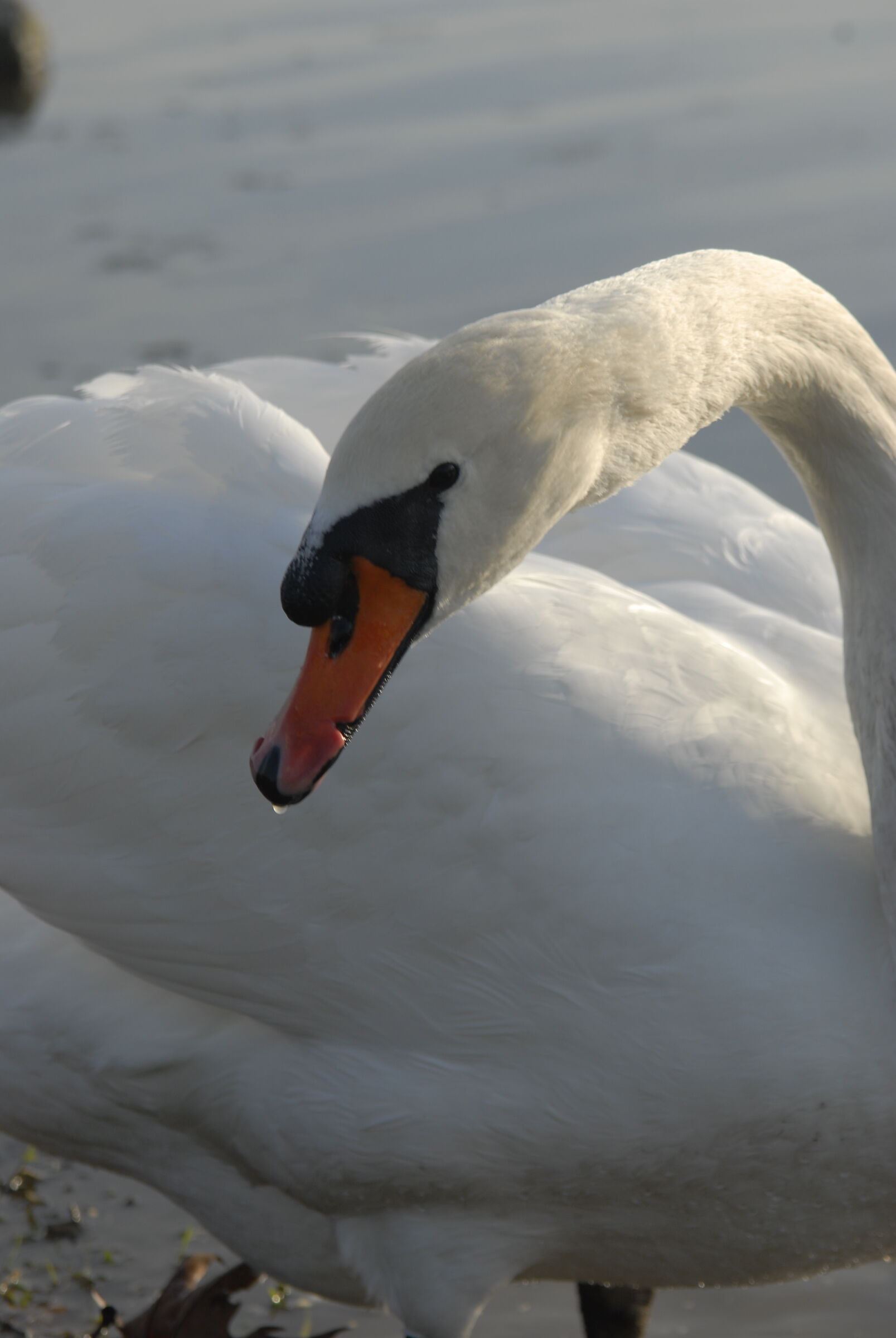 Swan