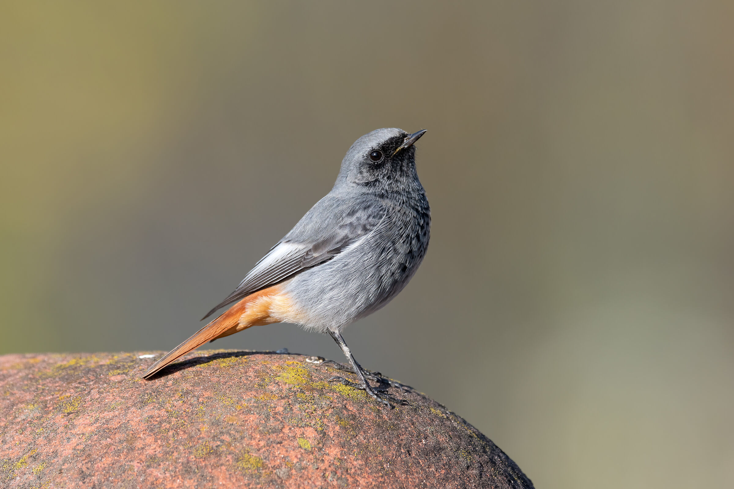 Codirosso spazzacamino 2
