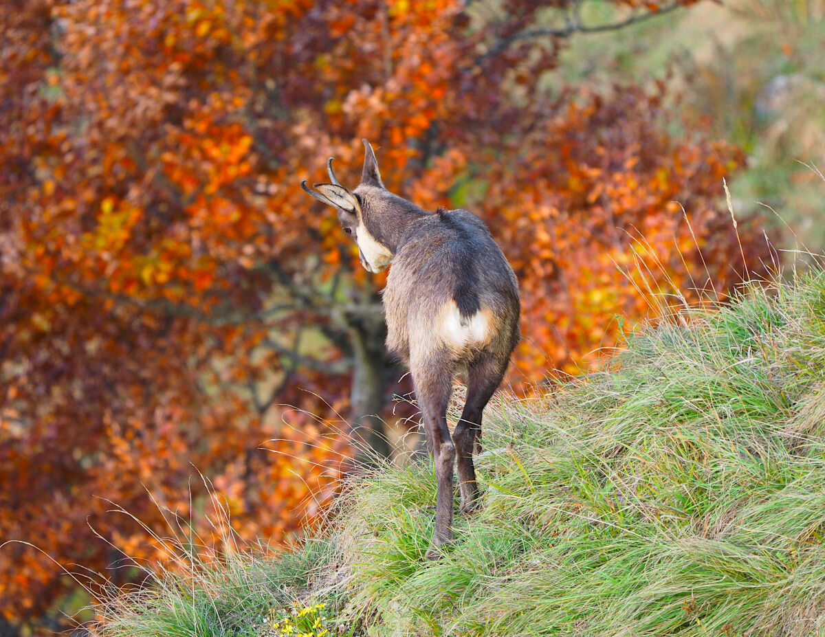 Pensieroso verso l'autunno