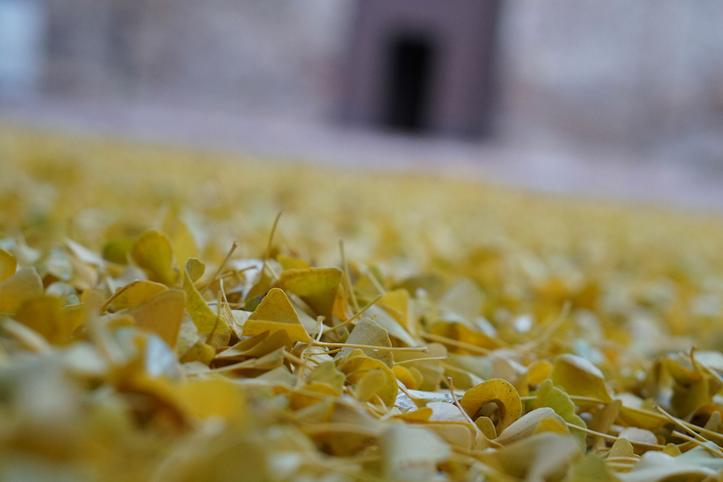 Foglie gialle d'autunno
