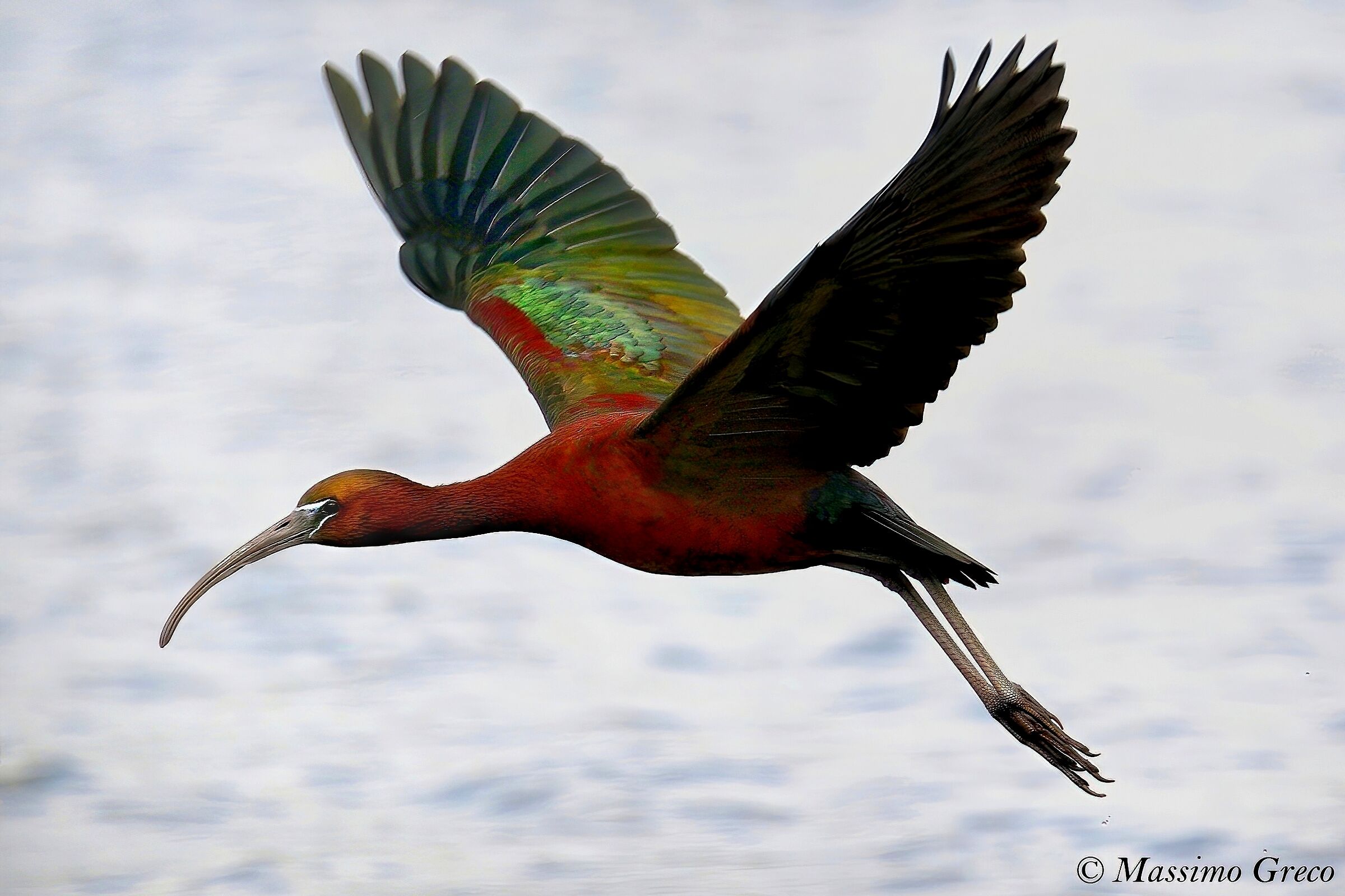 Mignattaio (Plegadis falcinellus)