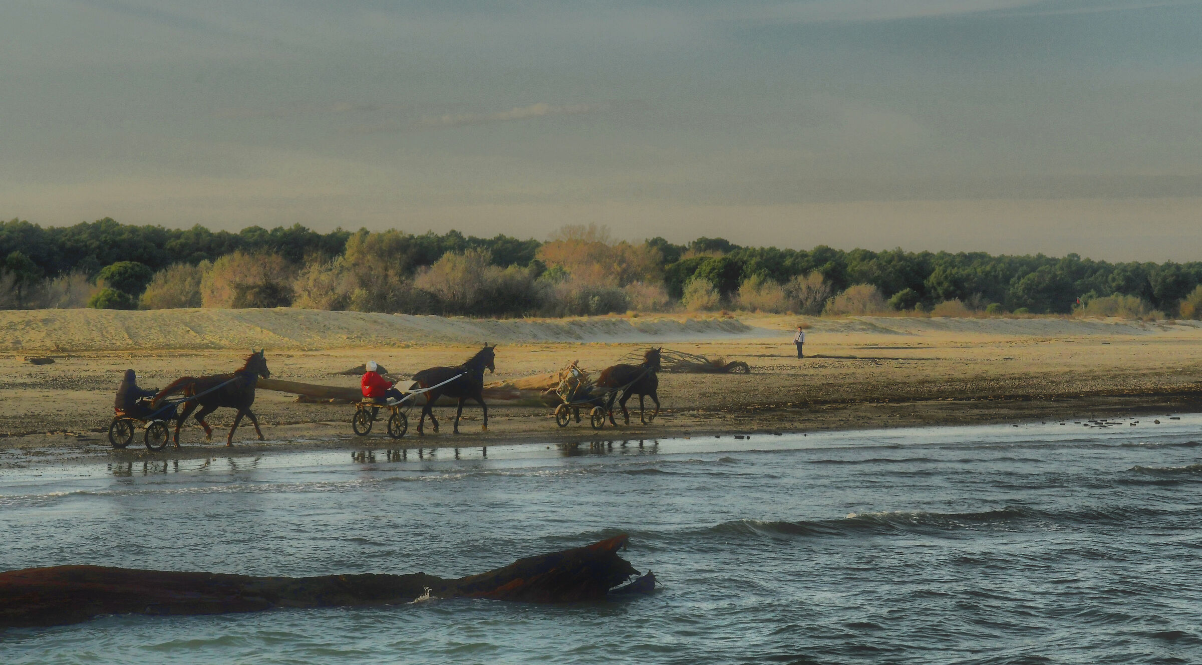 horses on the beach