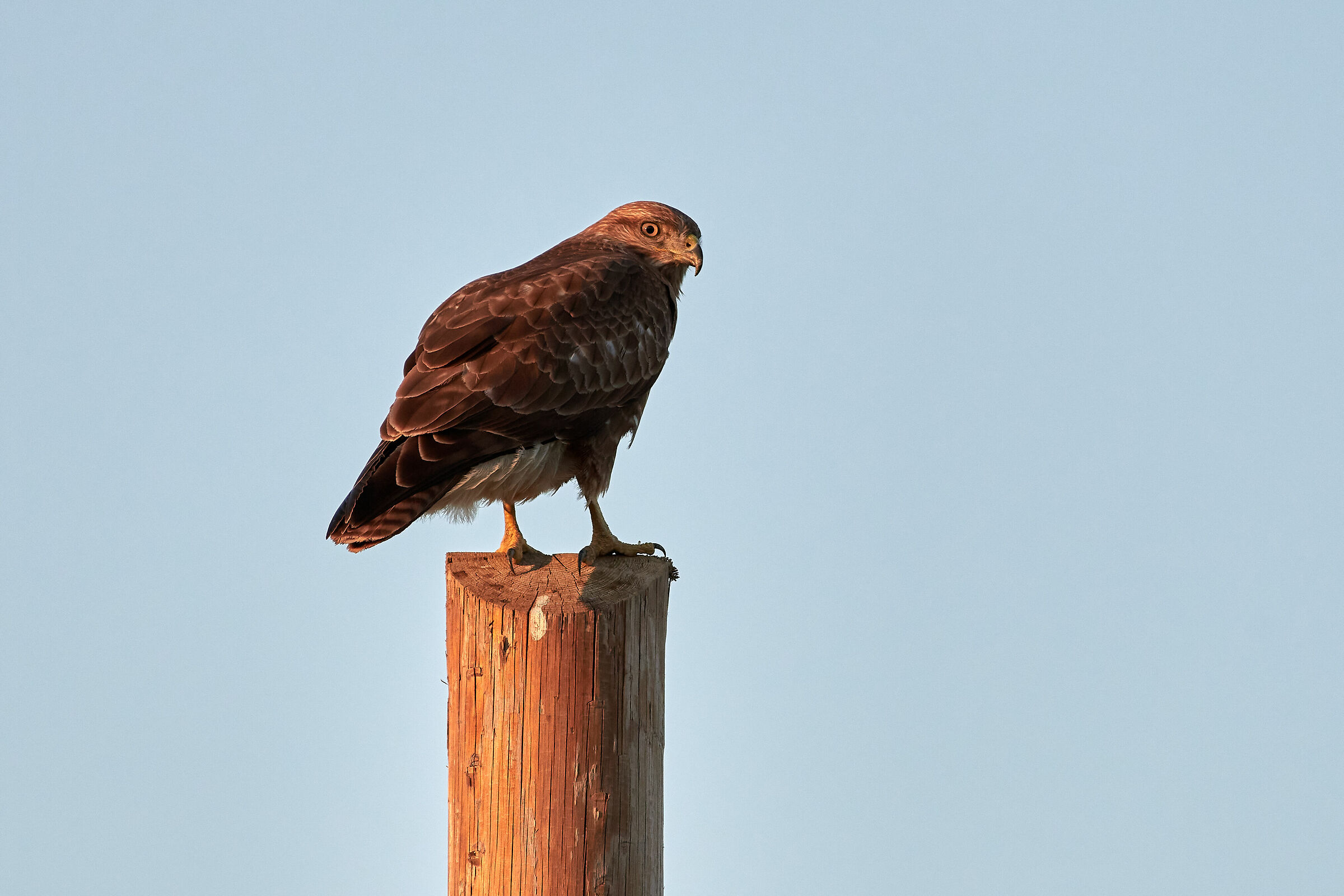 Poiana... last lights