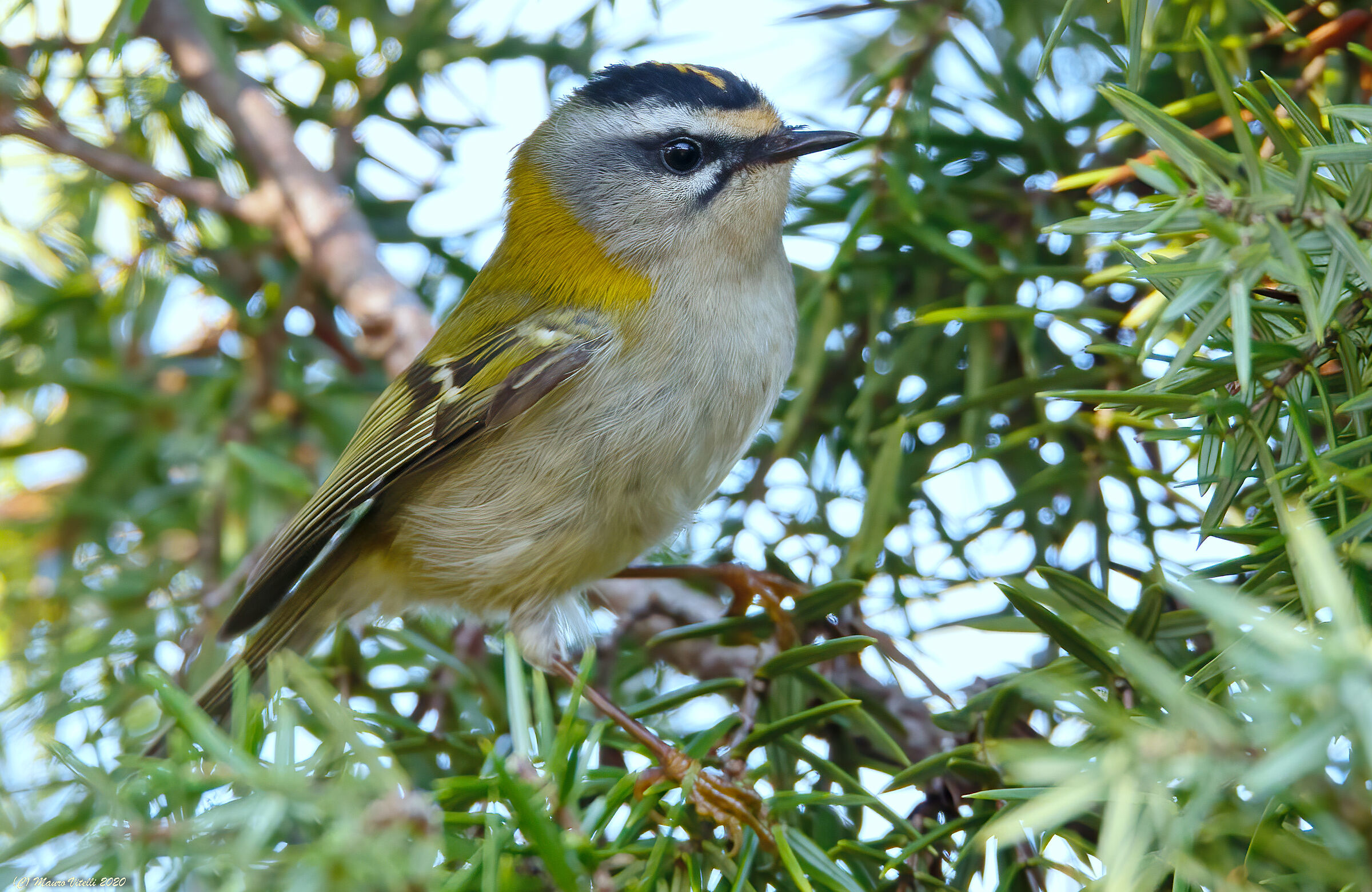 Fiorrancino (Regulus ignicapilla)