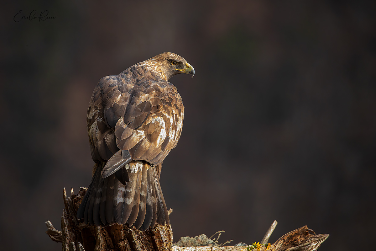 aquila reale -Alpi Italiane-