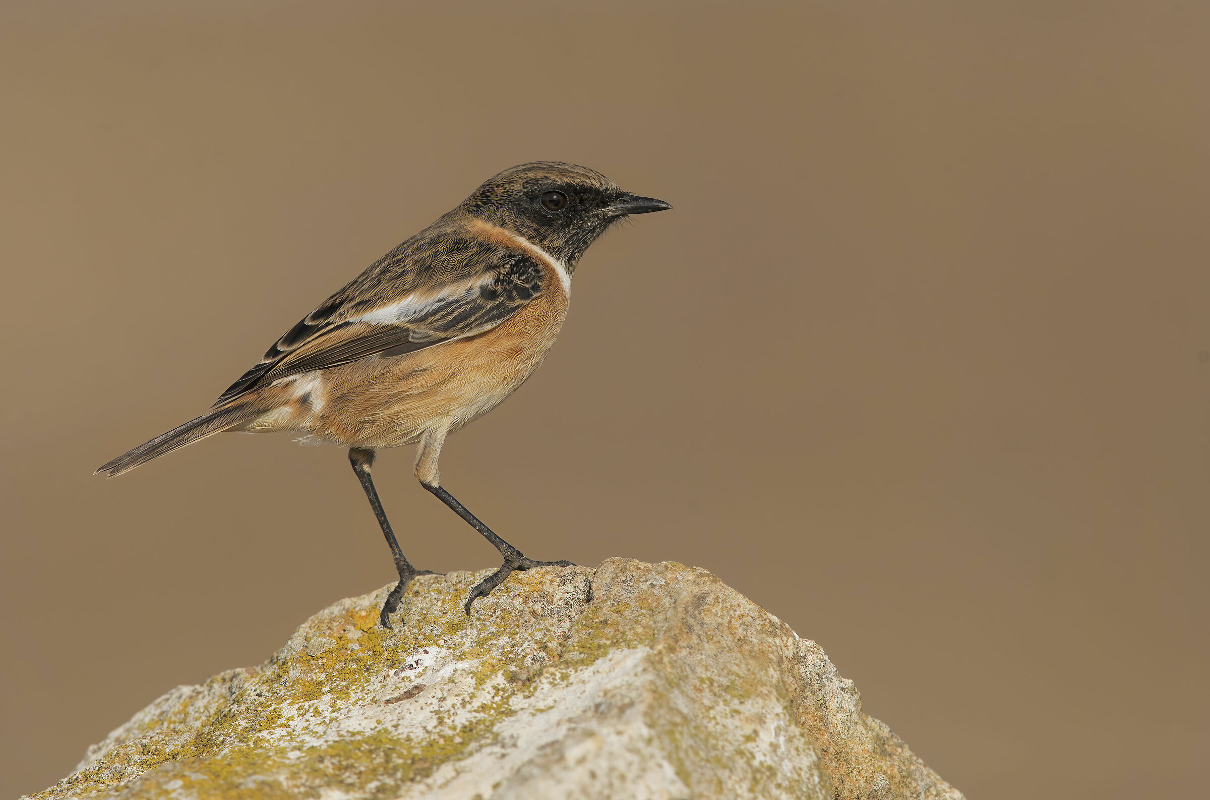 jumpimpalo (saxicola torquatus) male