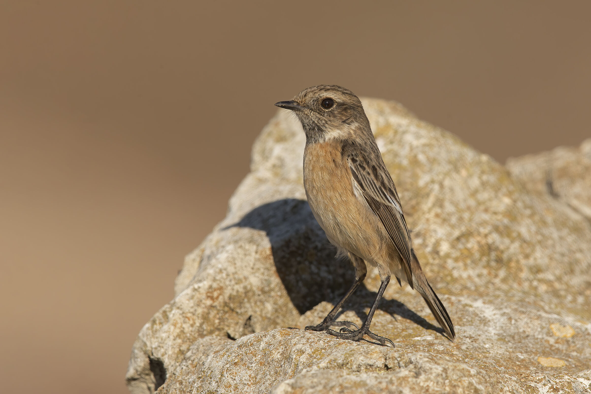 saltimpalo (saxicola torquatus) sissy