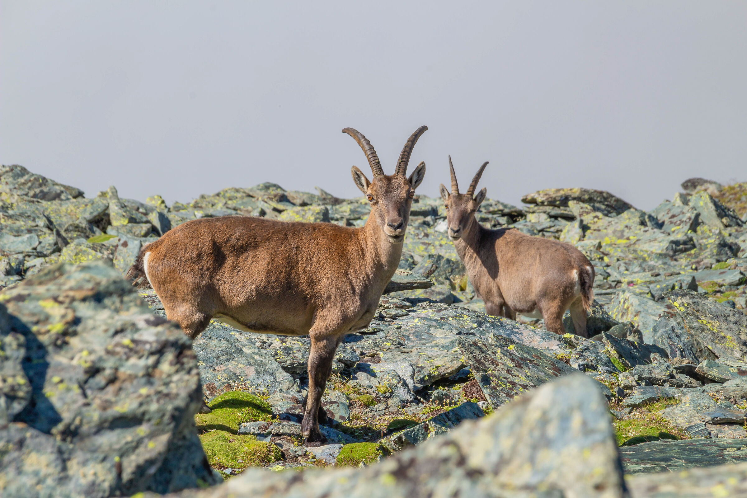Ibexes on Mount Meidassa