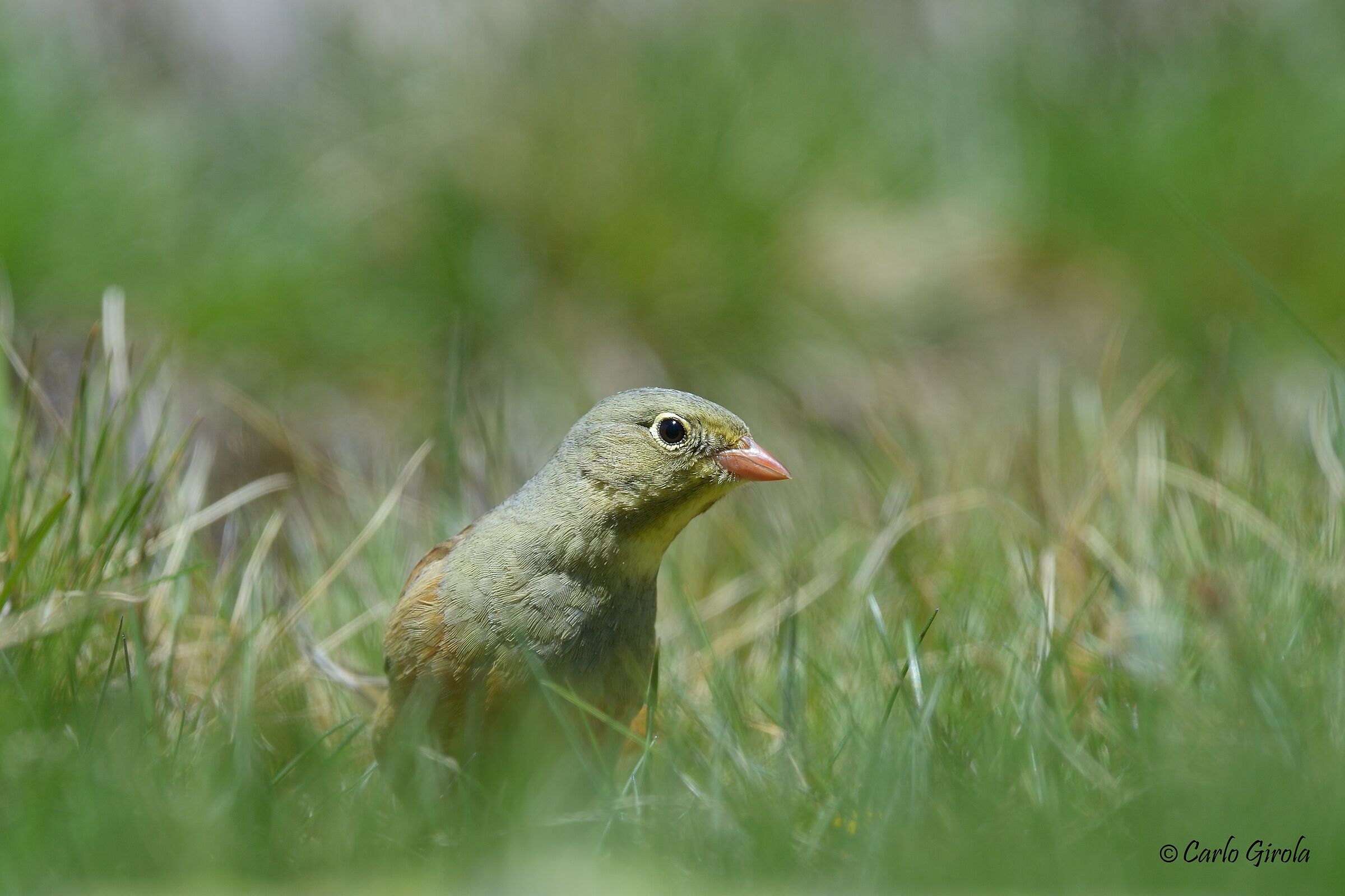 Ortholane (Emberiza hortulana)