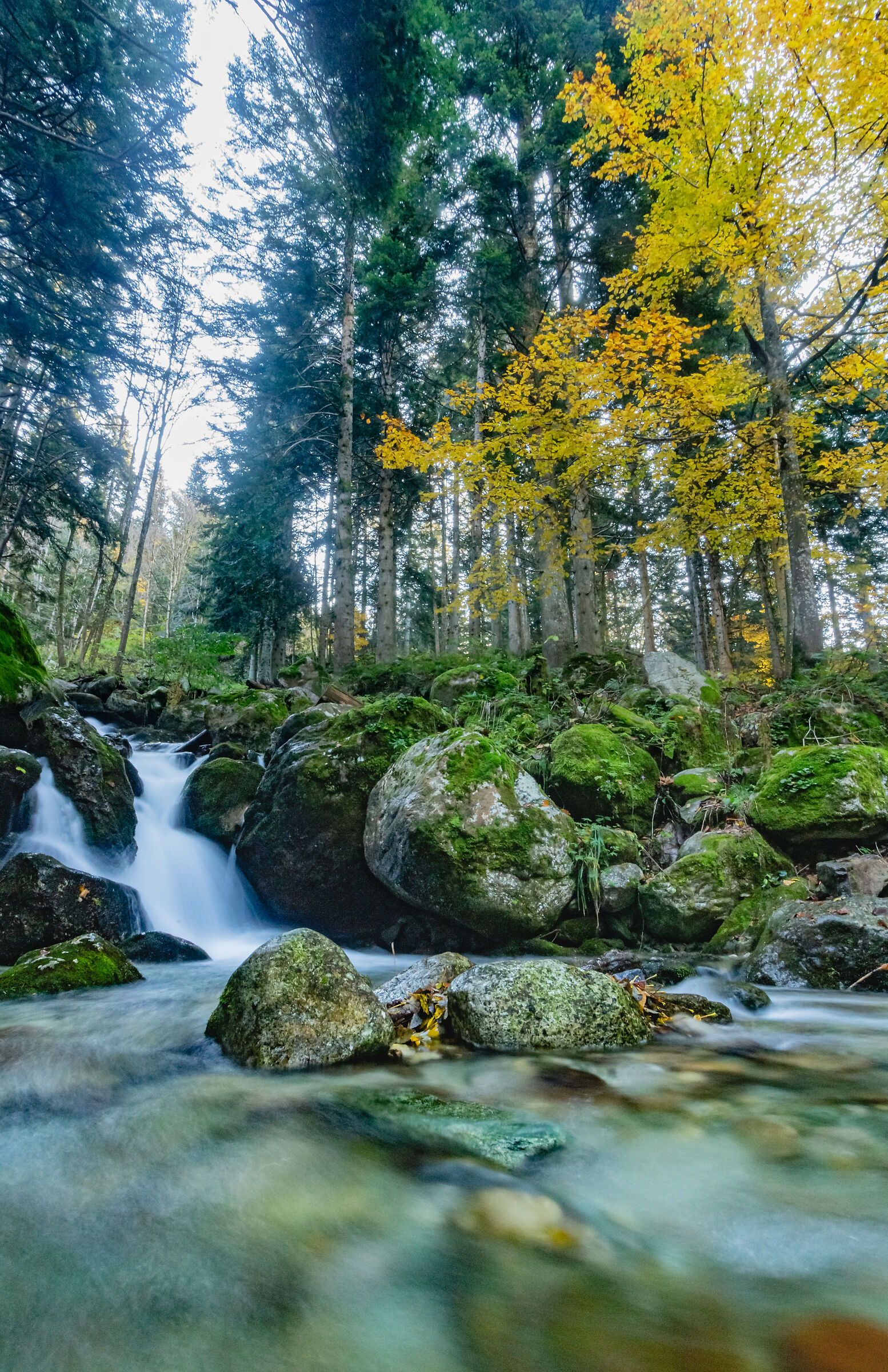 Walking through the woods